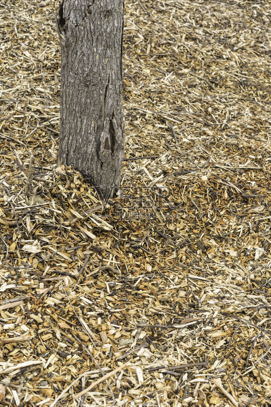 最后一个站着的树照片摄影图片