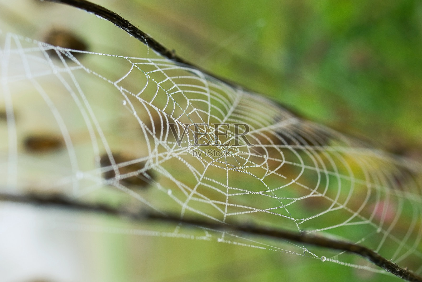 水滴在蜘蛛网上照片摄影图片
