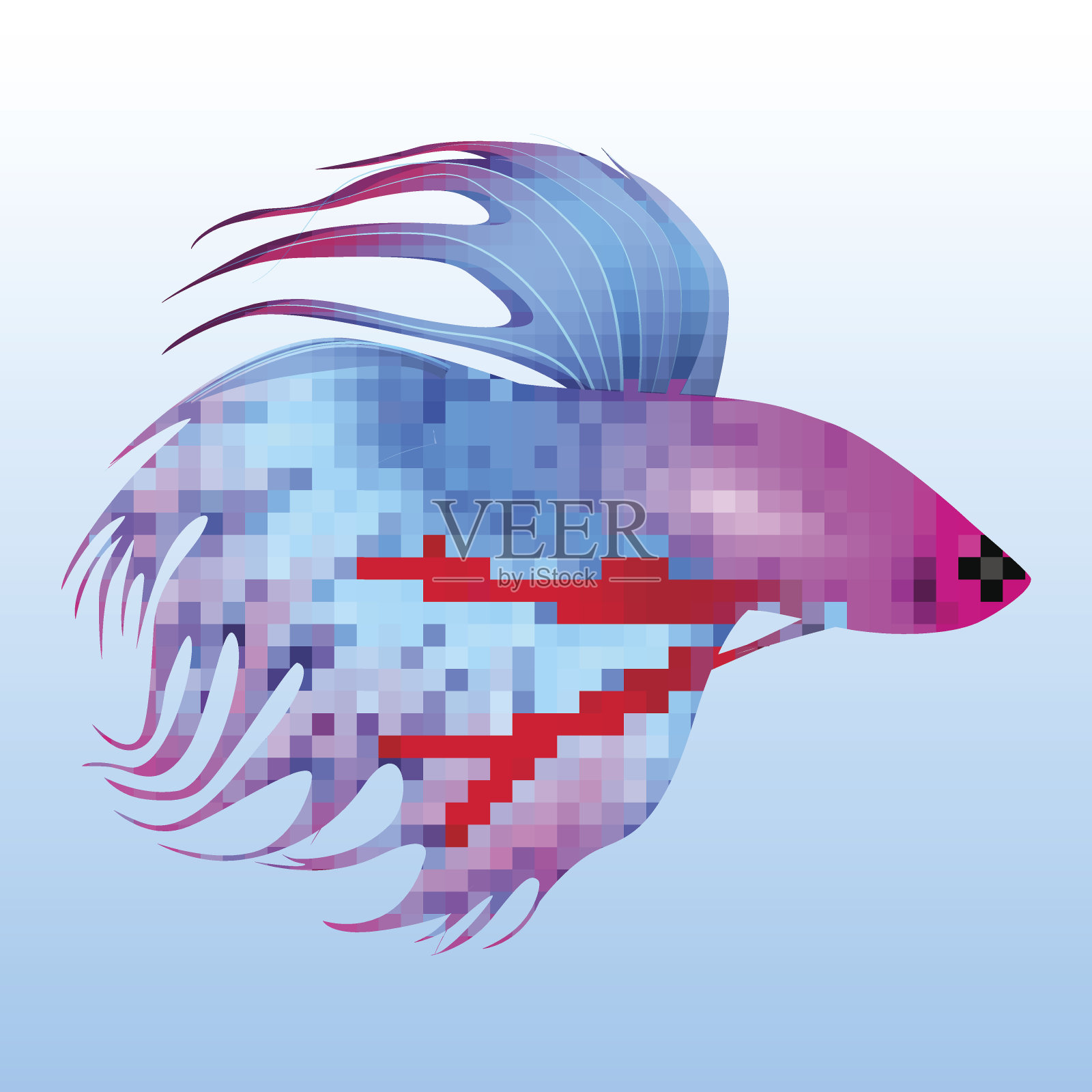 热带鱼-公鸡矢量图插画图片素材