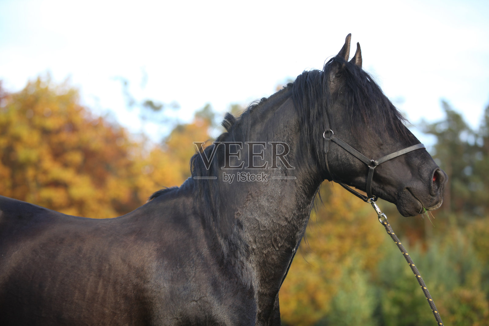 漂亮的长鬃毛的安达卢西亚种马照片摄影图片