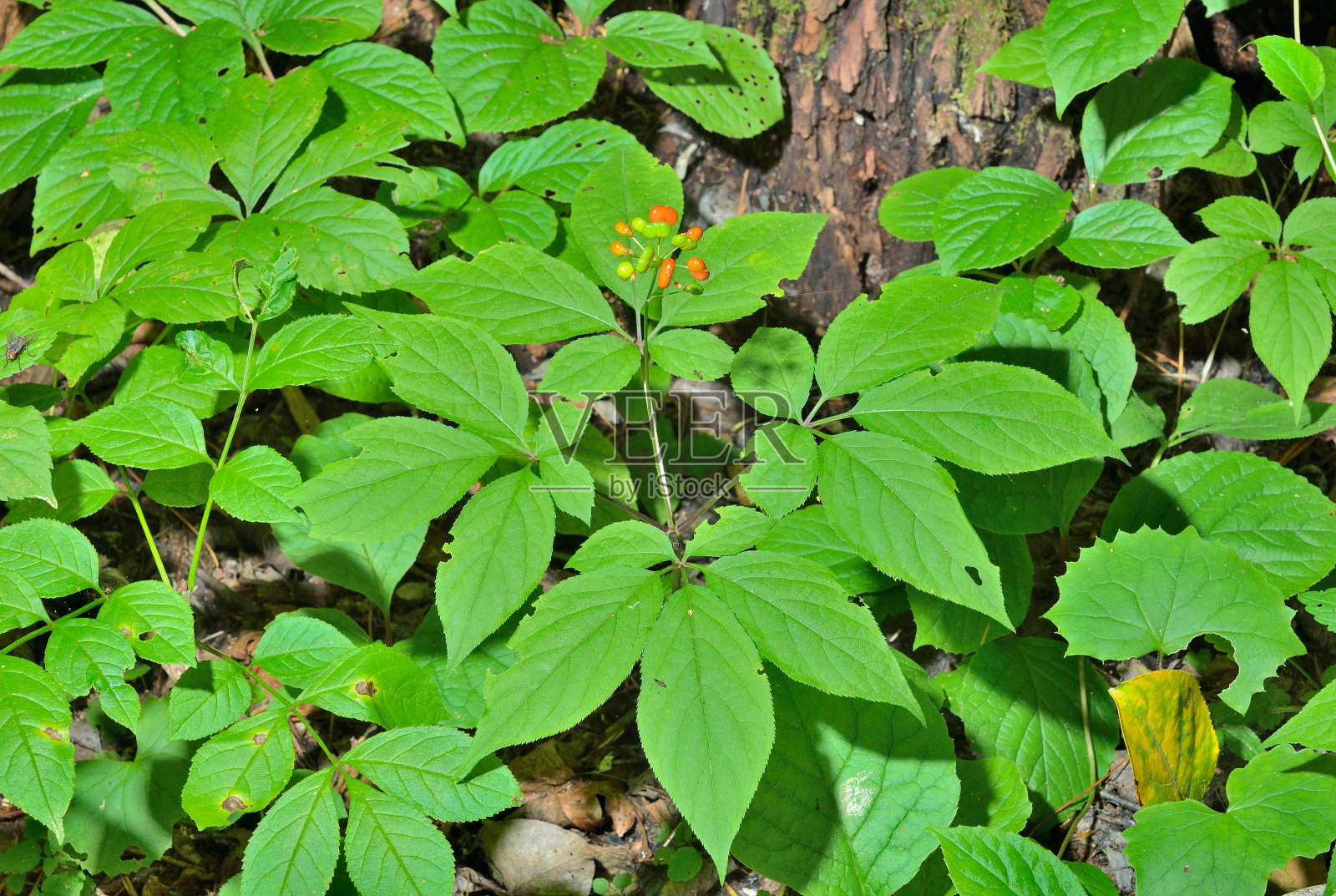 人参(人参)照片摄影图片