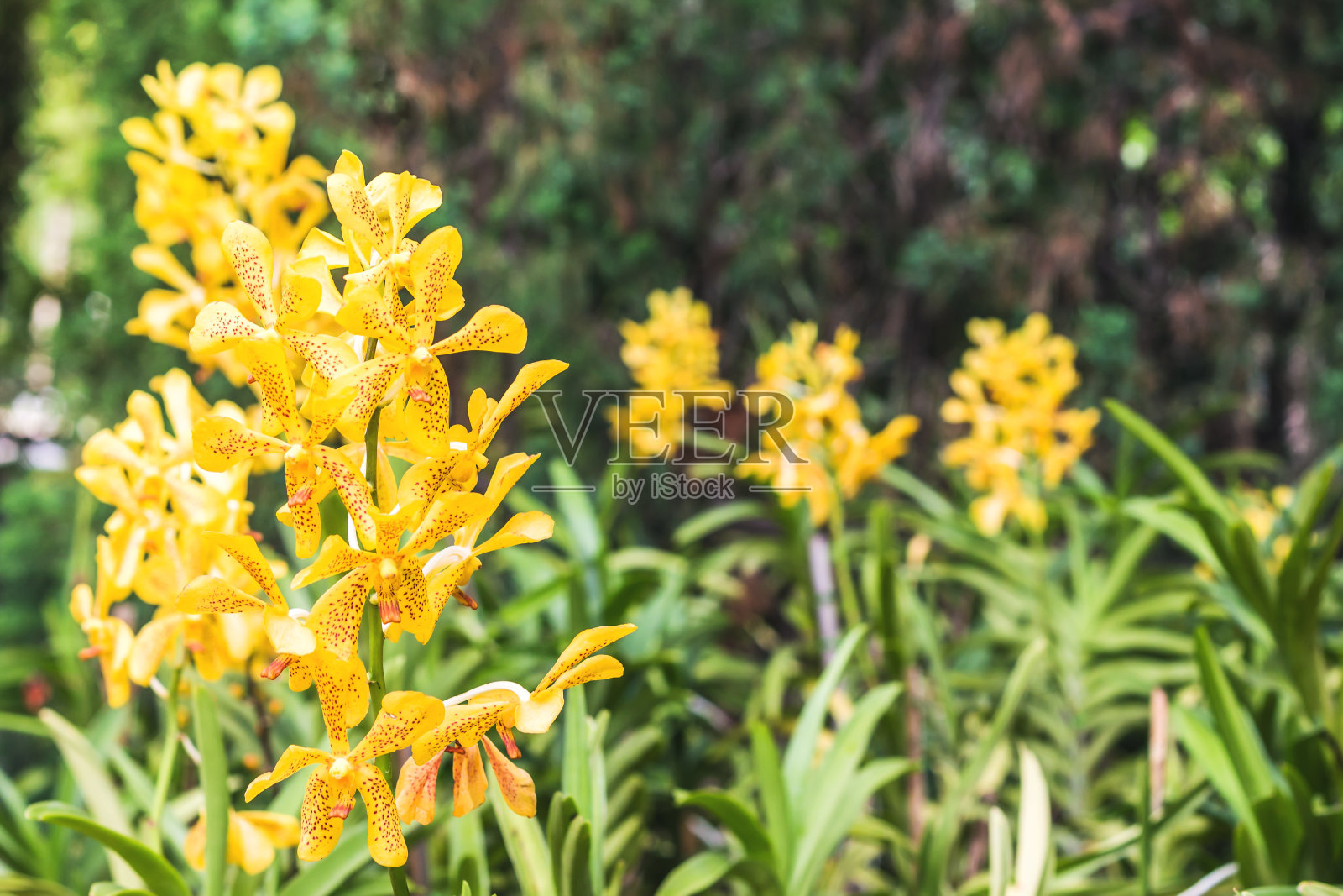 台湾花园中美丽的兰花。照片摄影图片