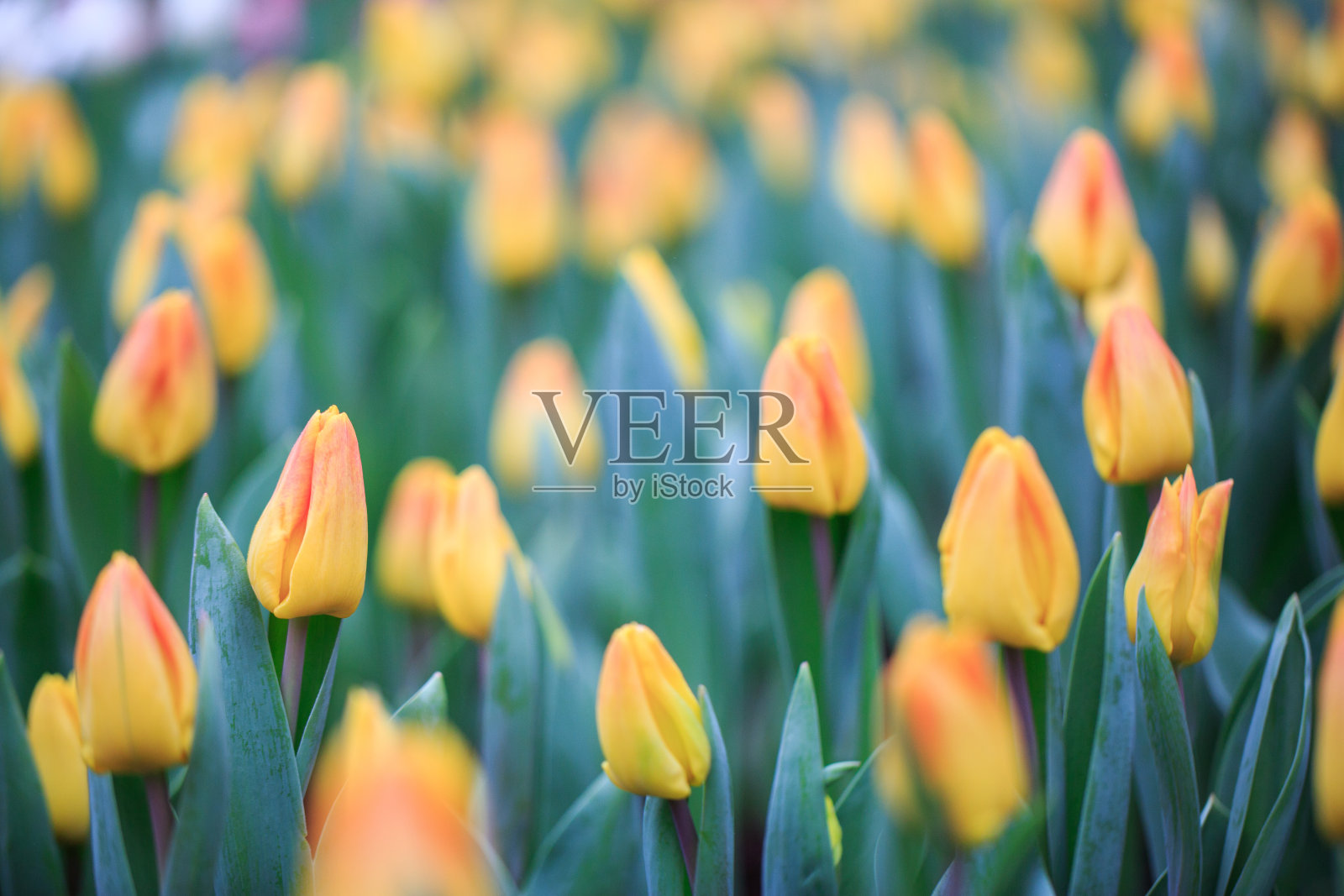 美丽的郁金香花照片摄影图片