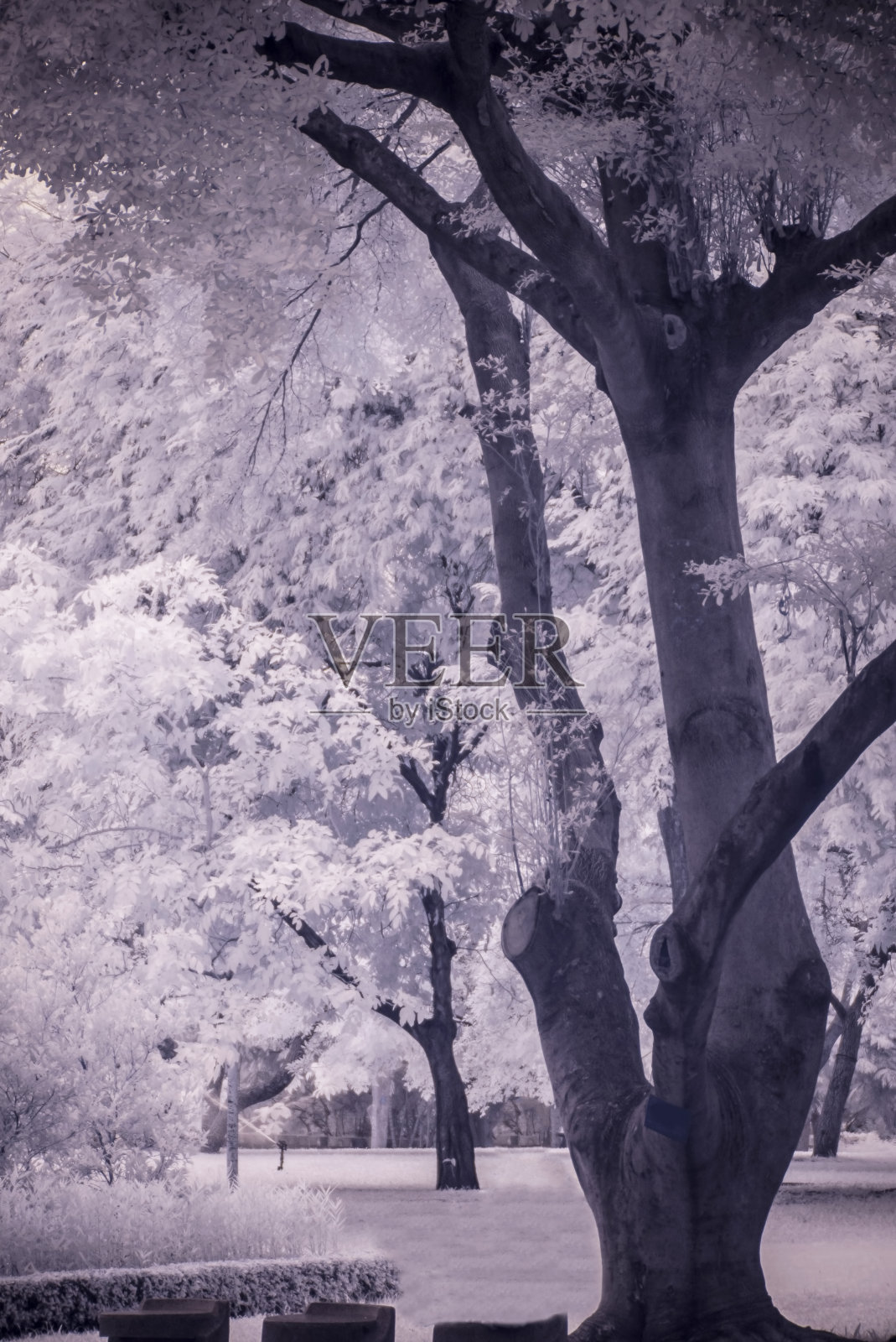 红外线照片景观花园树木和草照片摄影图片