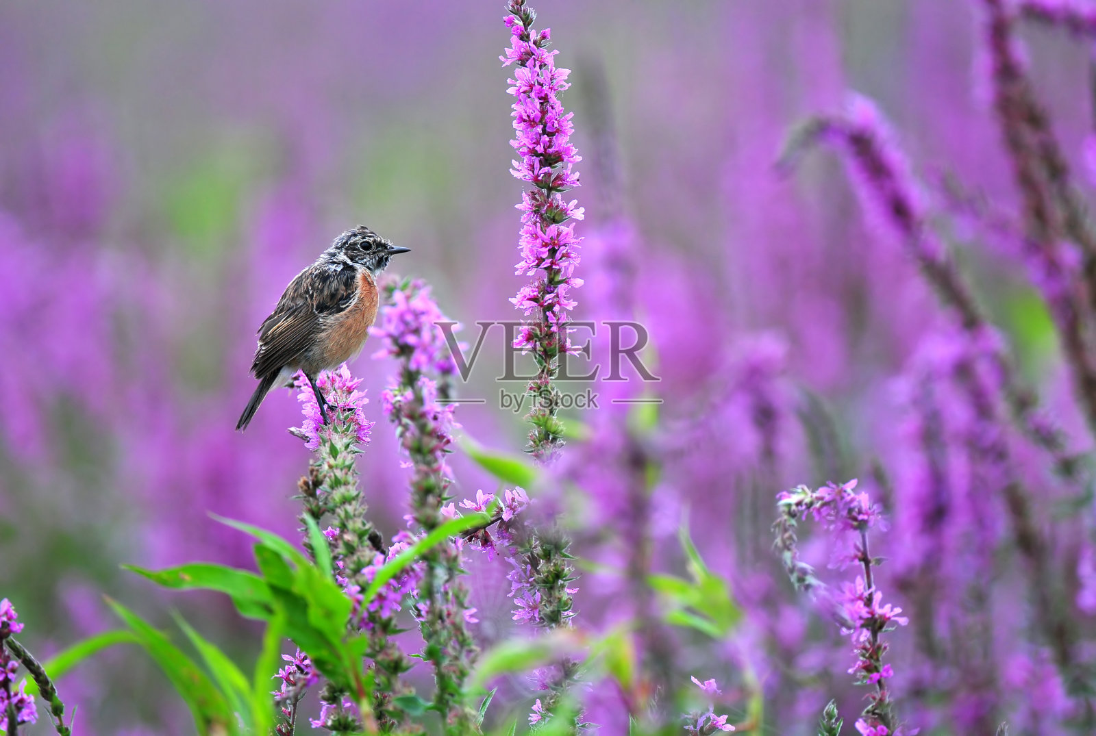 普通的石聊站在一朵紫色的花上照片摄影图片