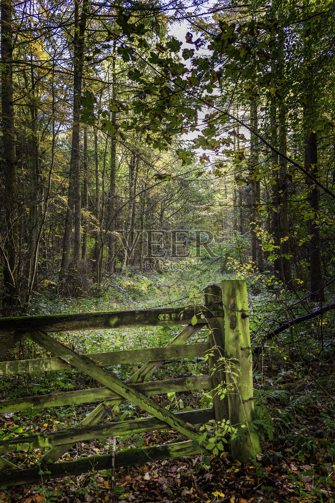 通往林地走道的大门照片摄影图片