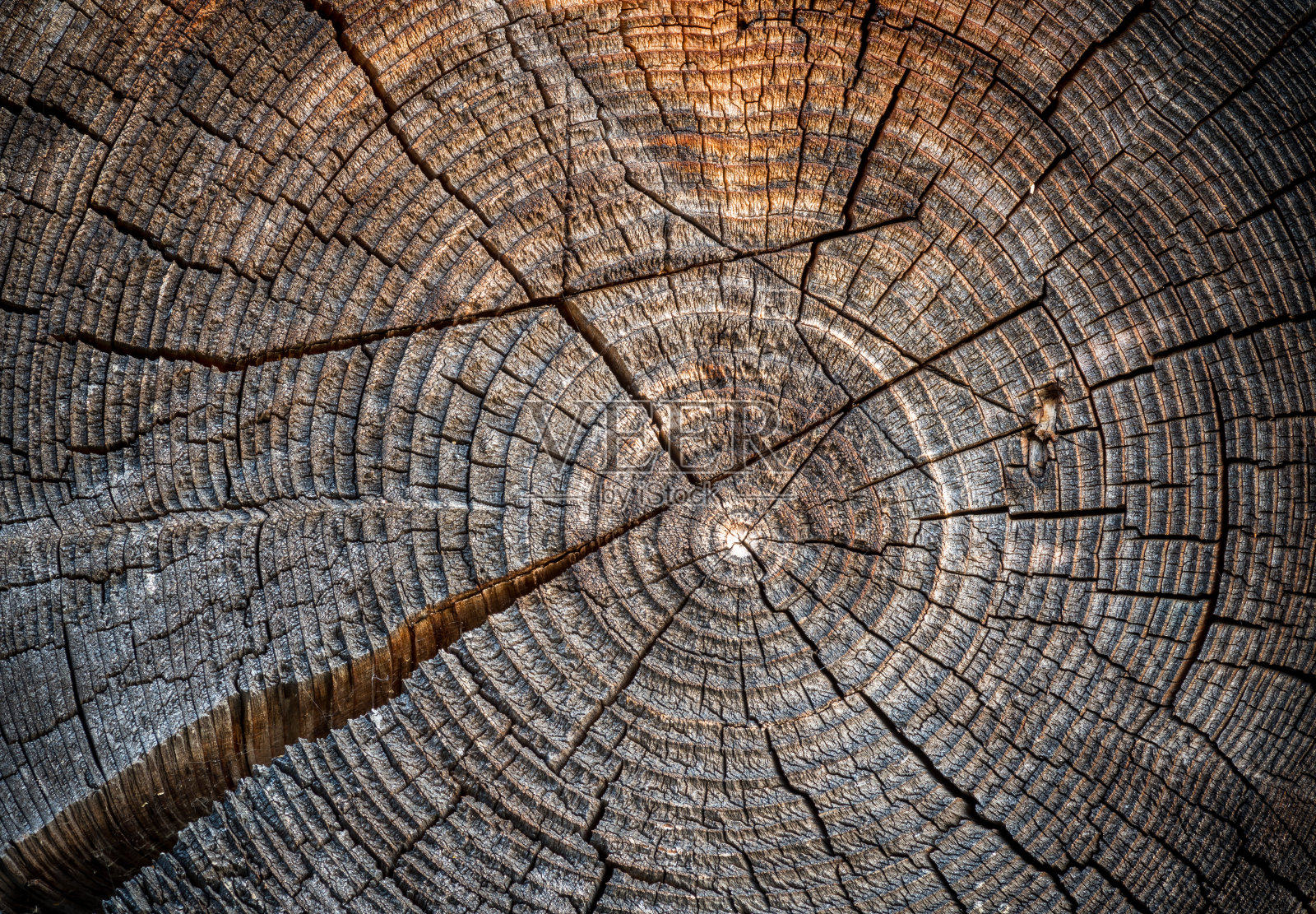 风化的老云杉树干照片摄影图片