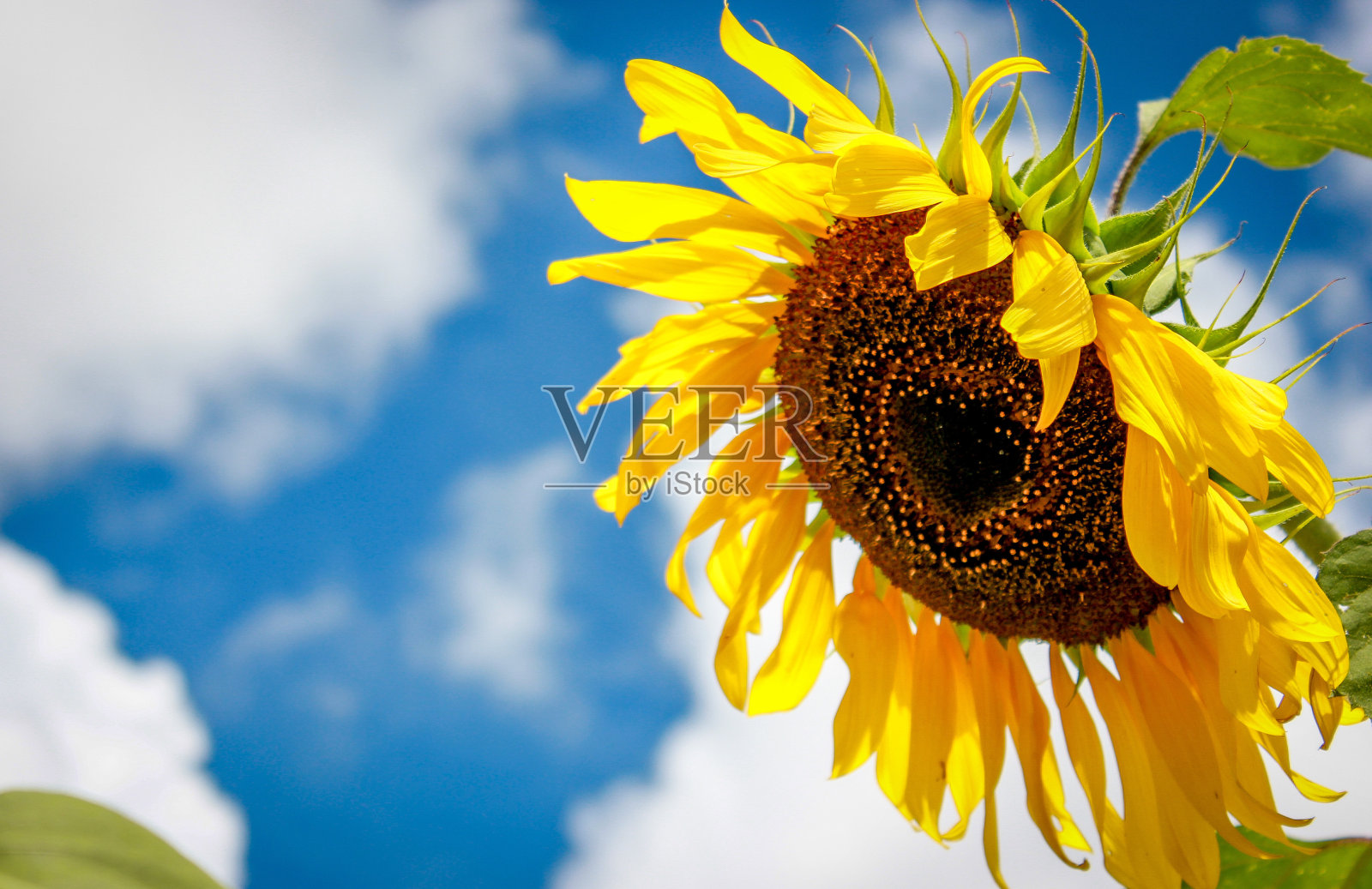 艳阳当空照片摄影图片