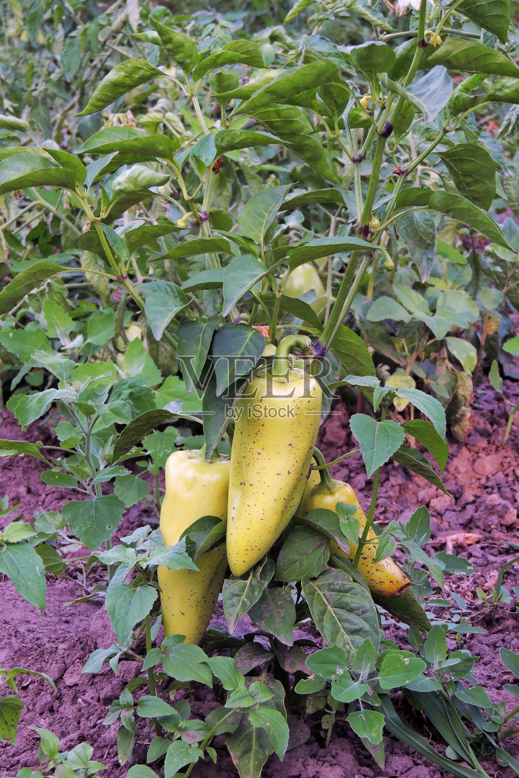 花园里的辣椒照片摄影图片