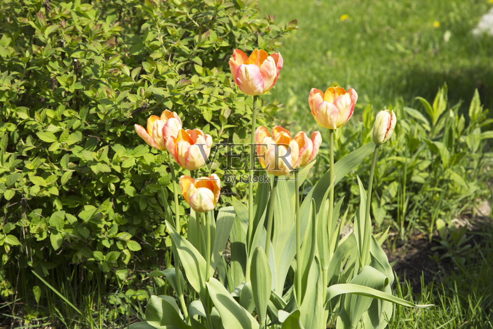 草坪上有郁金香和花坛照片摄影图片