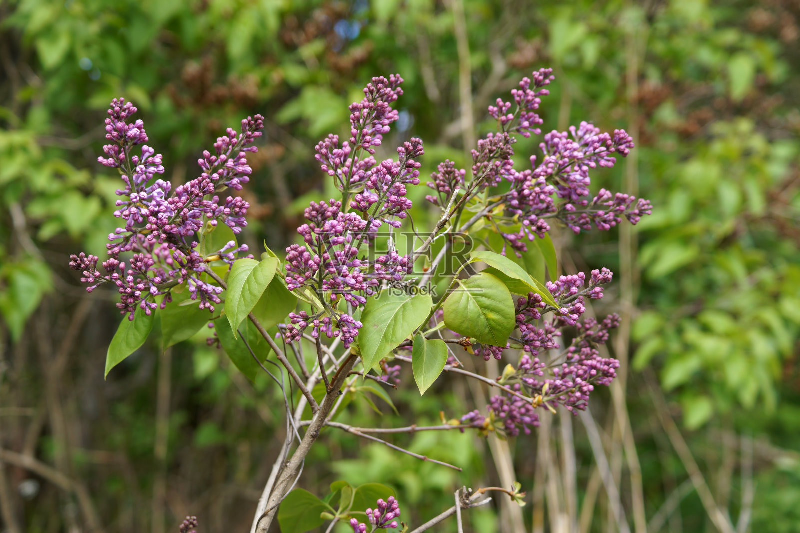 普通的丁香(紫丁香)。照片摄影图片