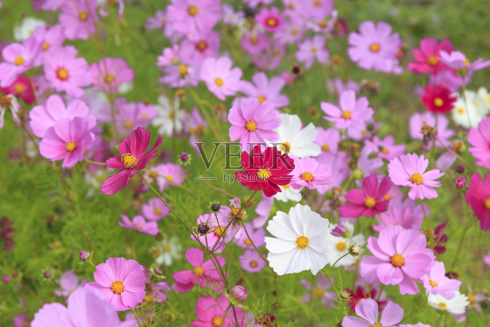 美丽的宇宙花在花园里照片摄影图片