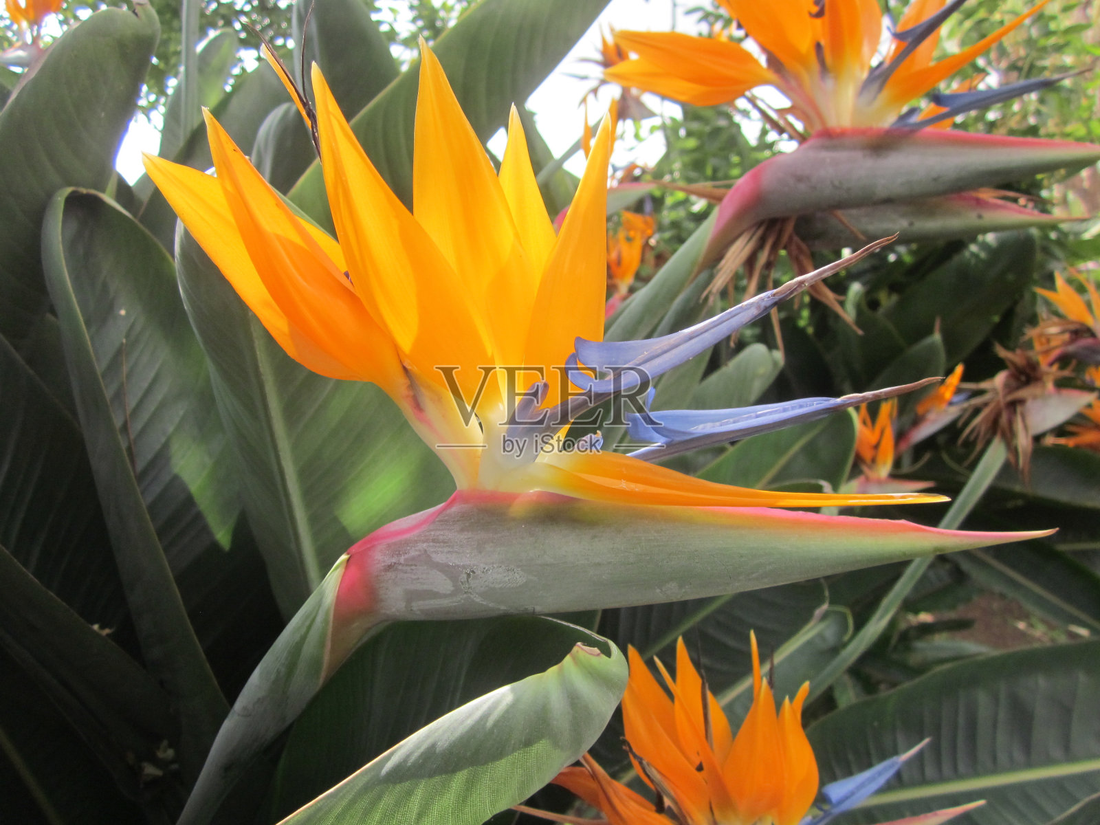 葡萄牙马德拉的天堂鸟花照片摄影图片