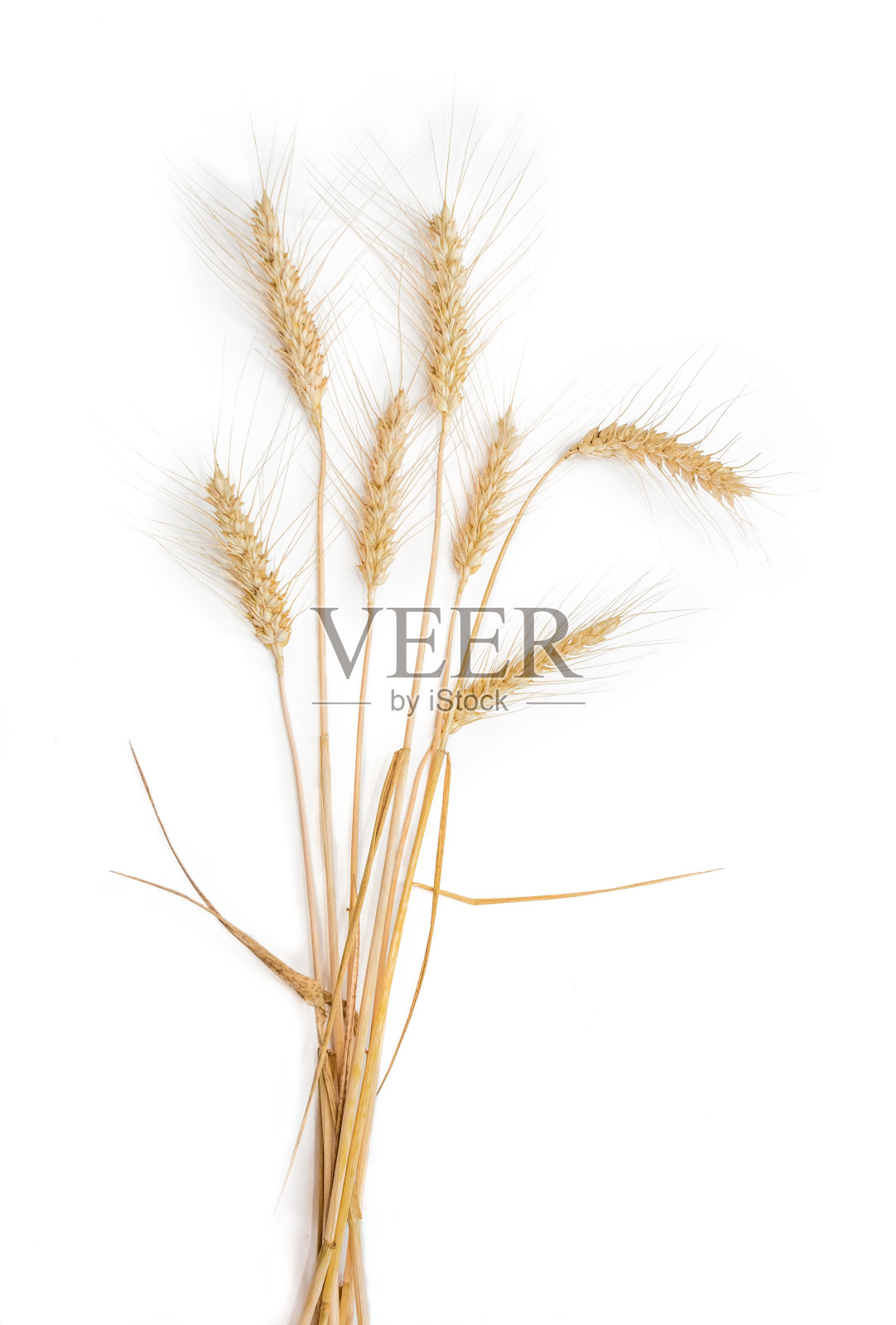 浅色背景上的带麦穗麦秆照片摄影图片