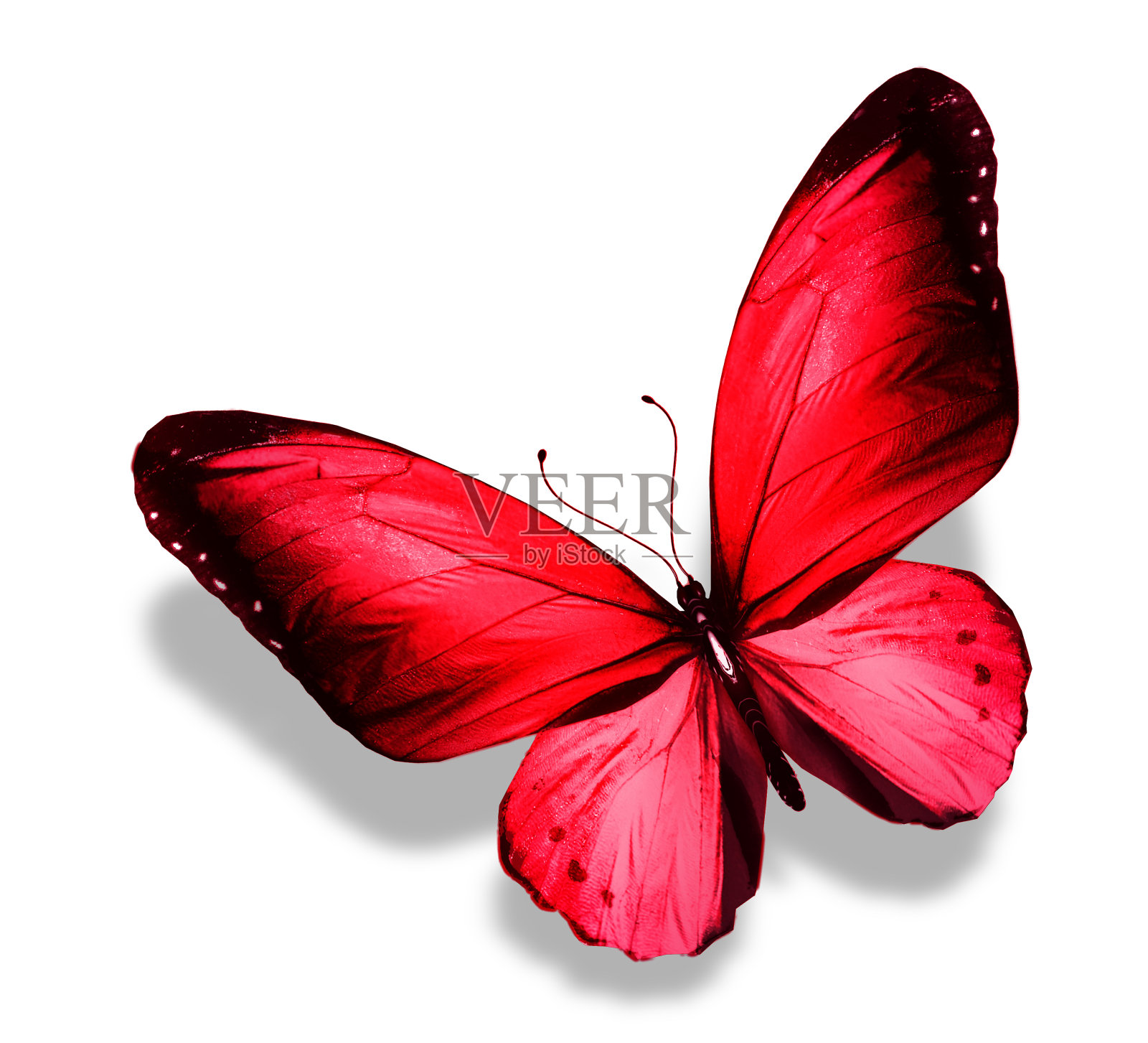 粉红色的蝴蝶,孤立在白色上照片摄影图片