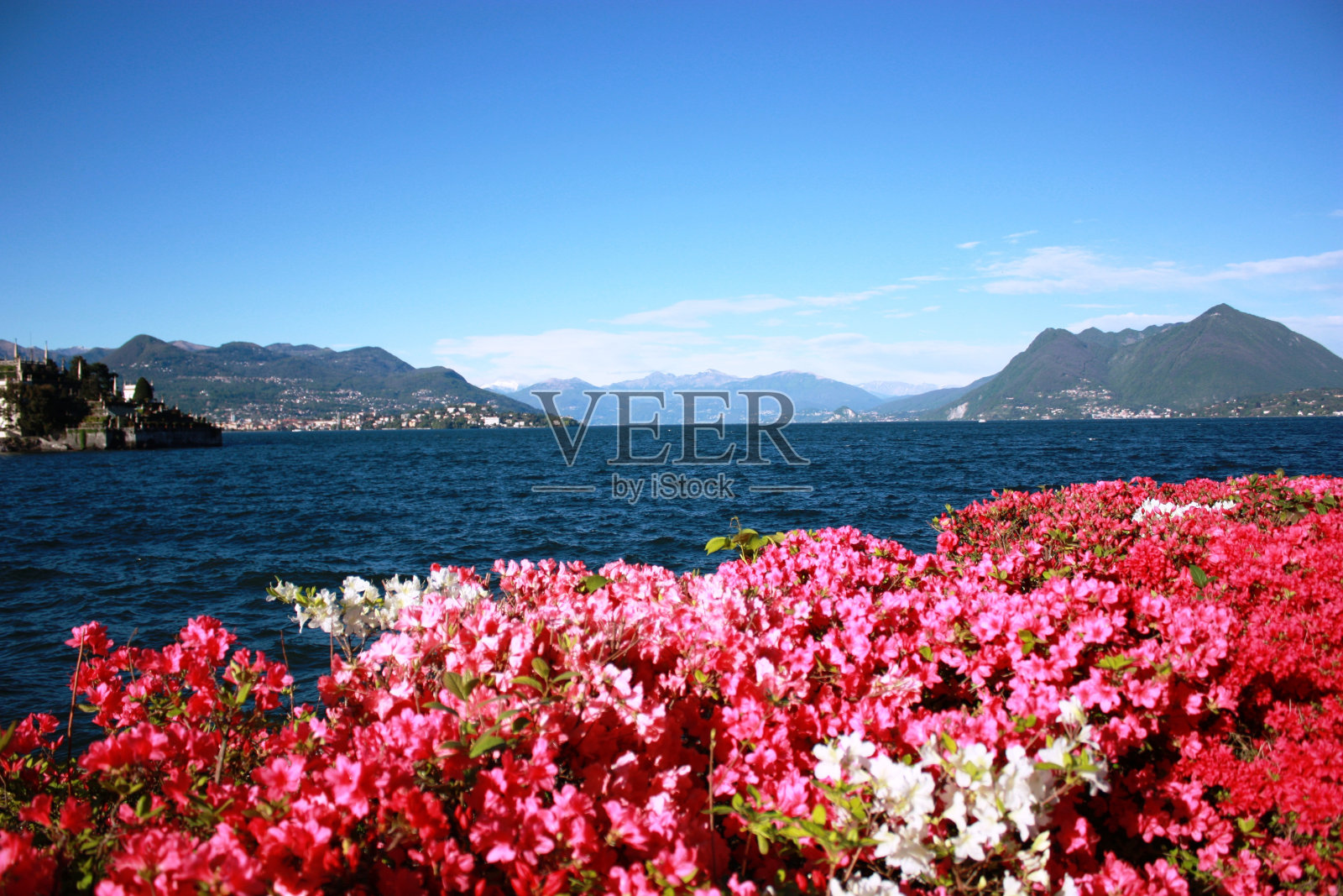 蓝蓝的天空下,湖畔绽放照片摄影图片