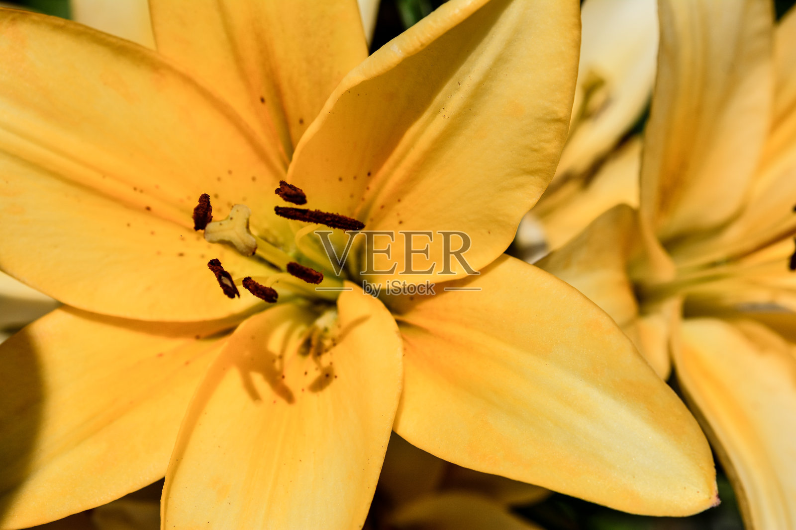 混合的野花照片摄影图片