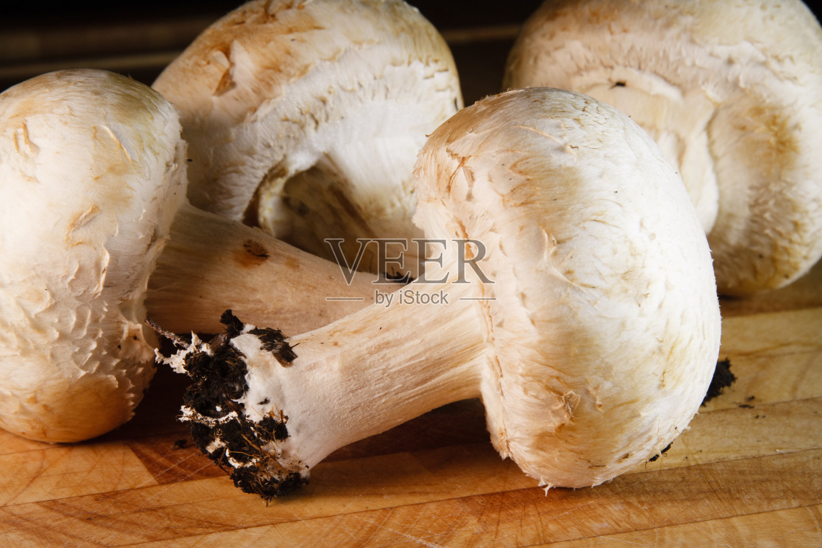 许多蘑菇蘑菇照片摄影图片