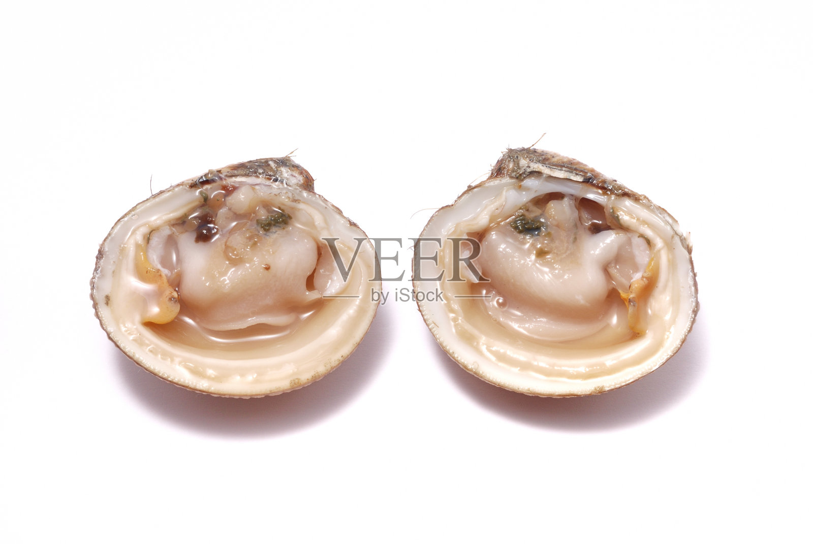 蛤照片摄影图片