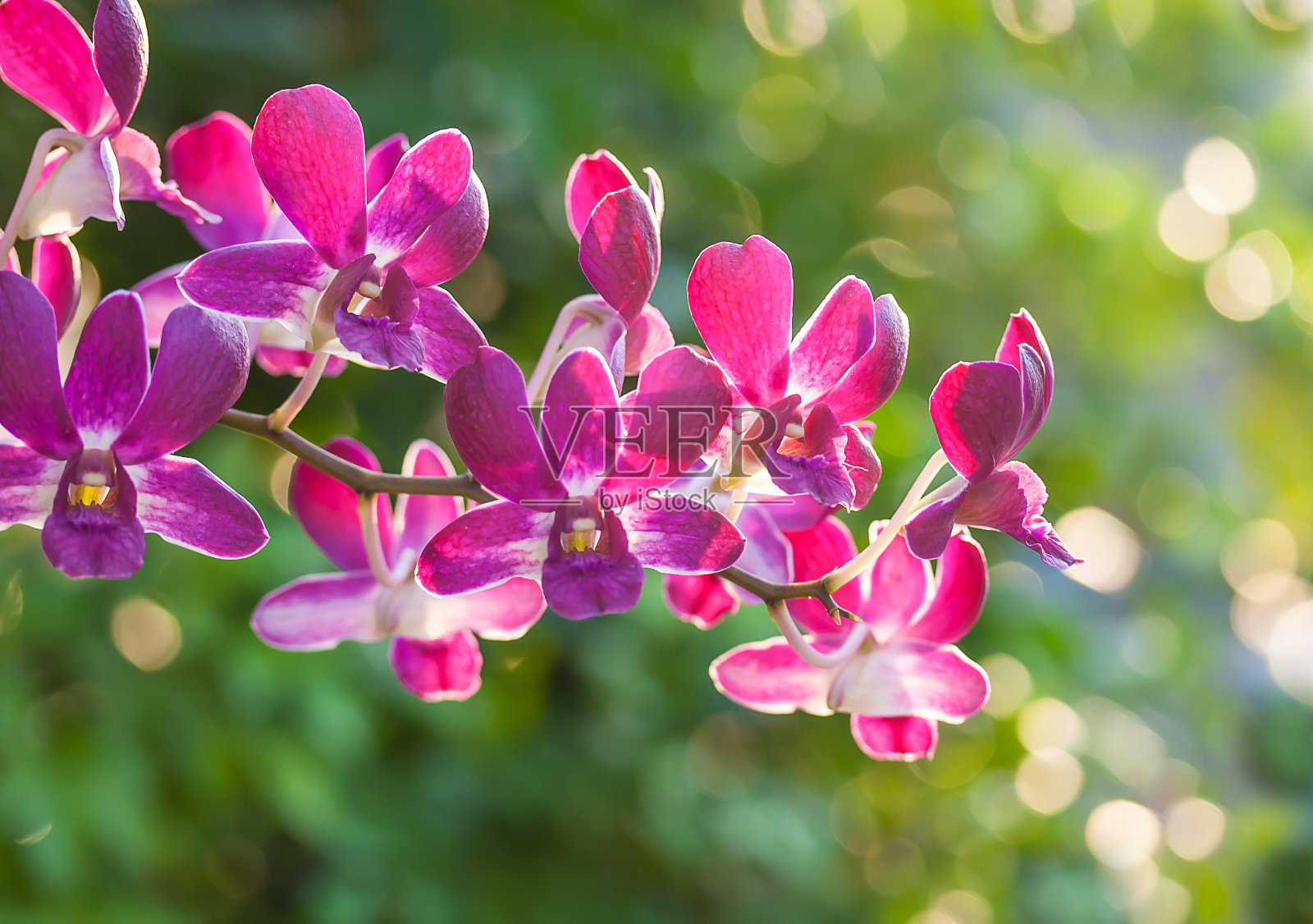 粉色兰花照片摄影图片