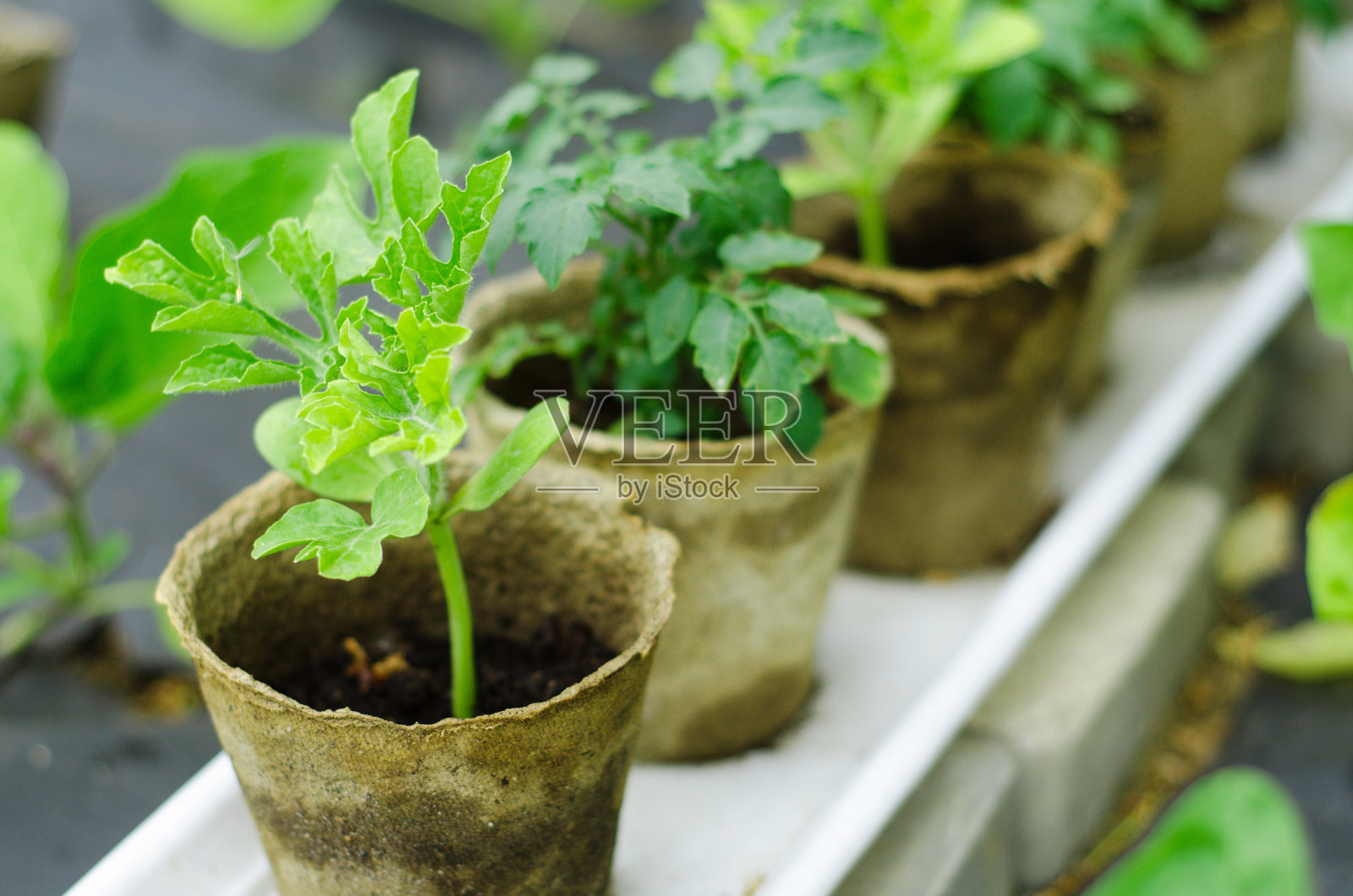绿色的幼苗在棕色的小盆里小芽照片摄影图片