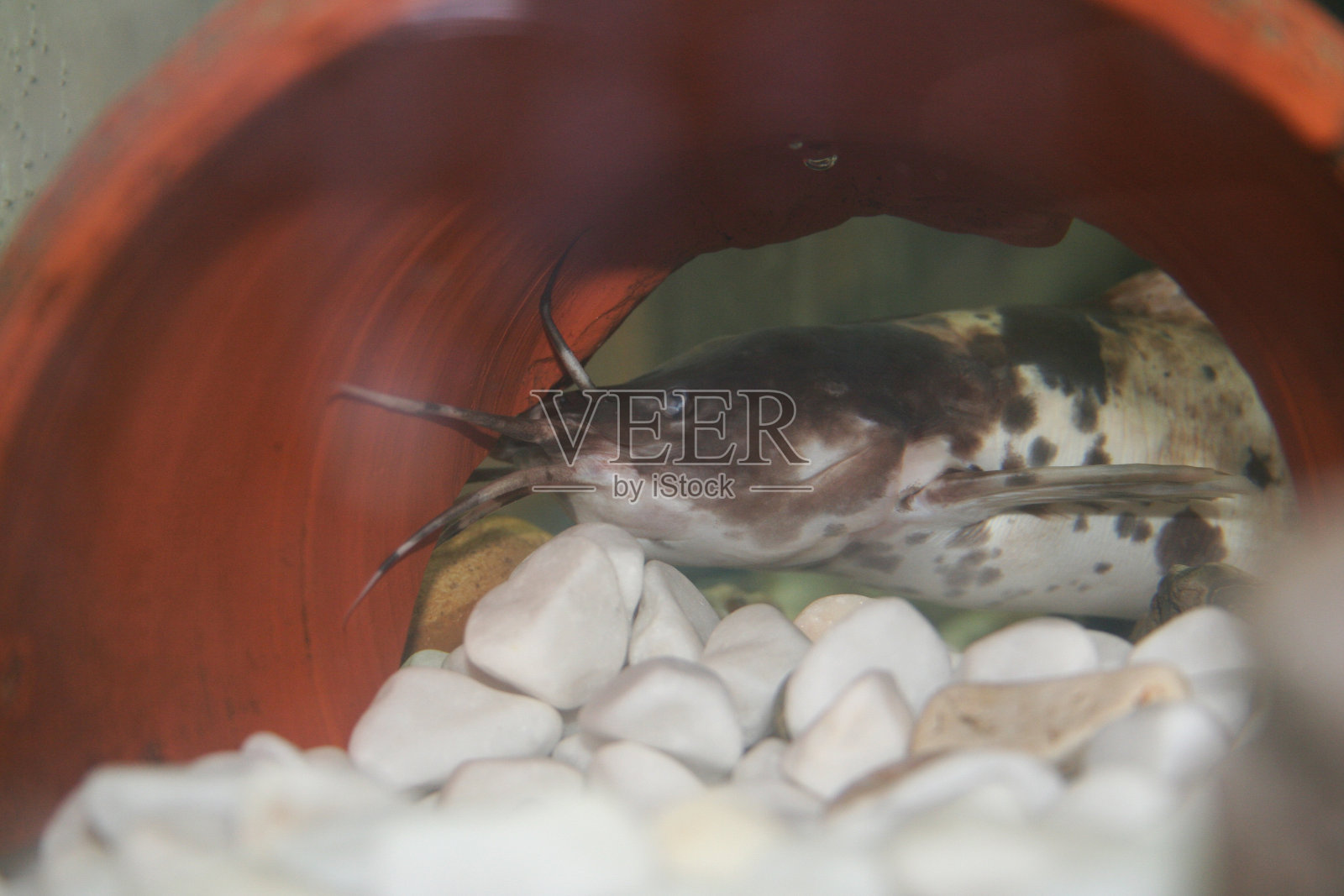 庇护所里的鲶鱼照片摄影图片