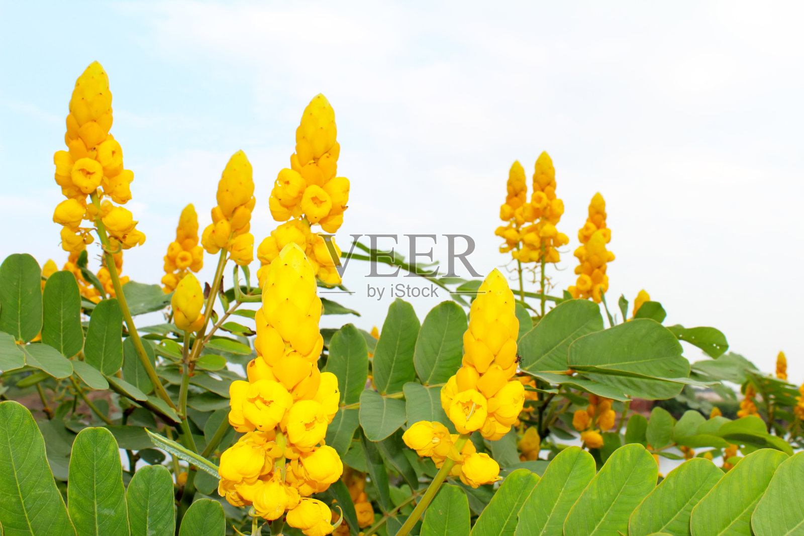 黄色的花照片摄影图片