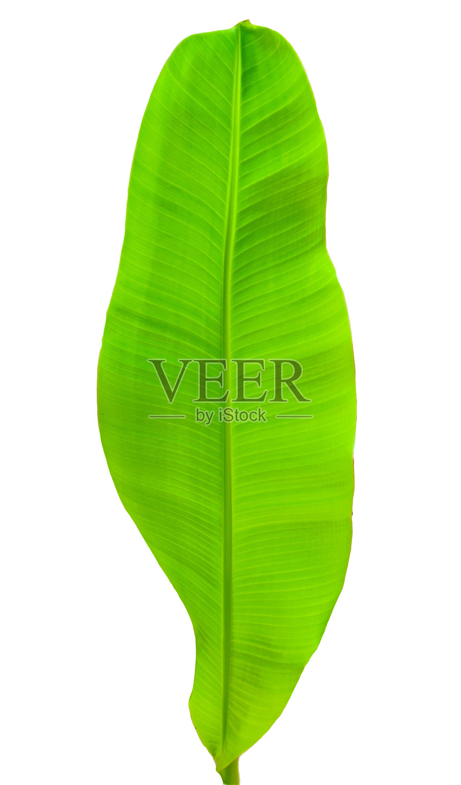 香蕉叶子照片摄影图片