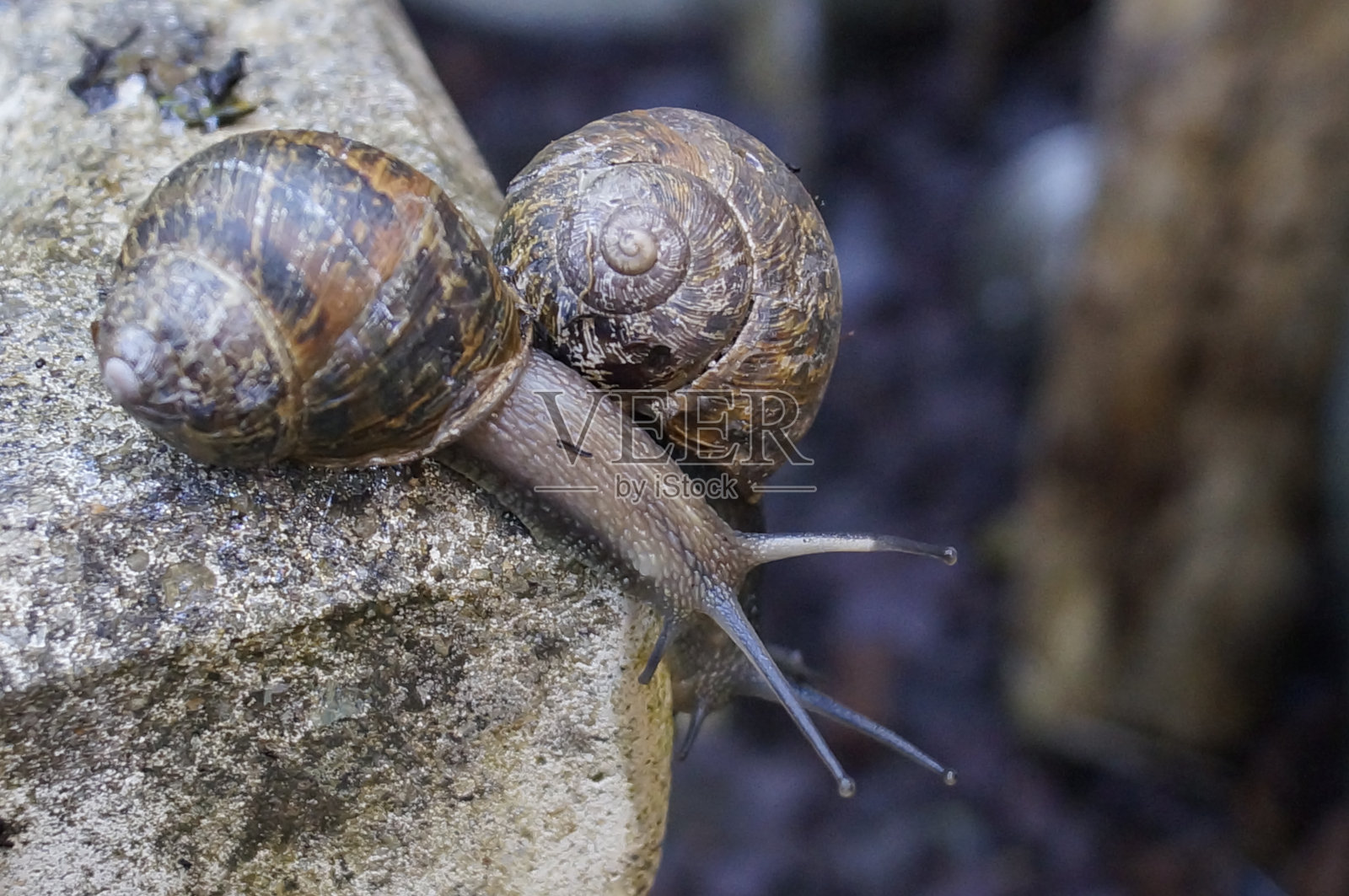 花园蜗牛照片摄影图片
