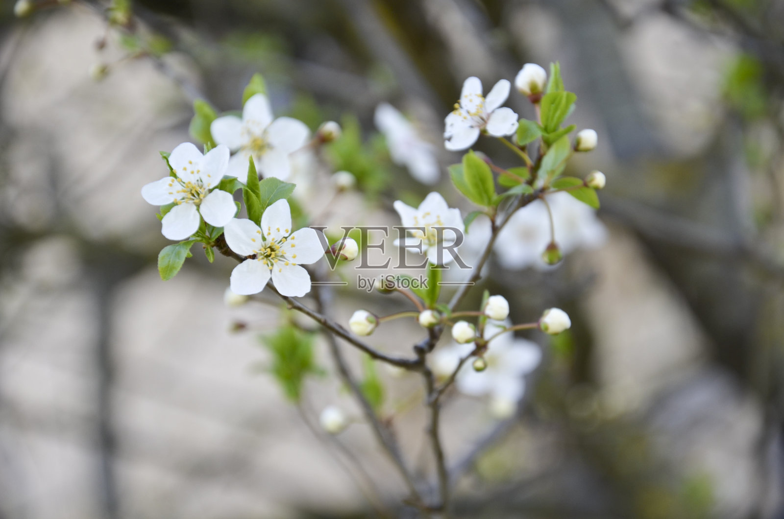 白色的花花照片摄影图片