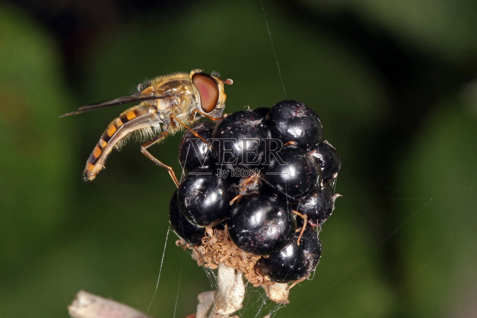悬停飞的特写照片。照片摄影图片