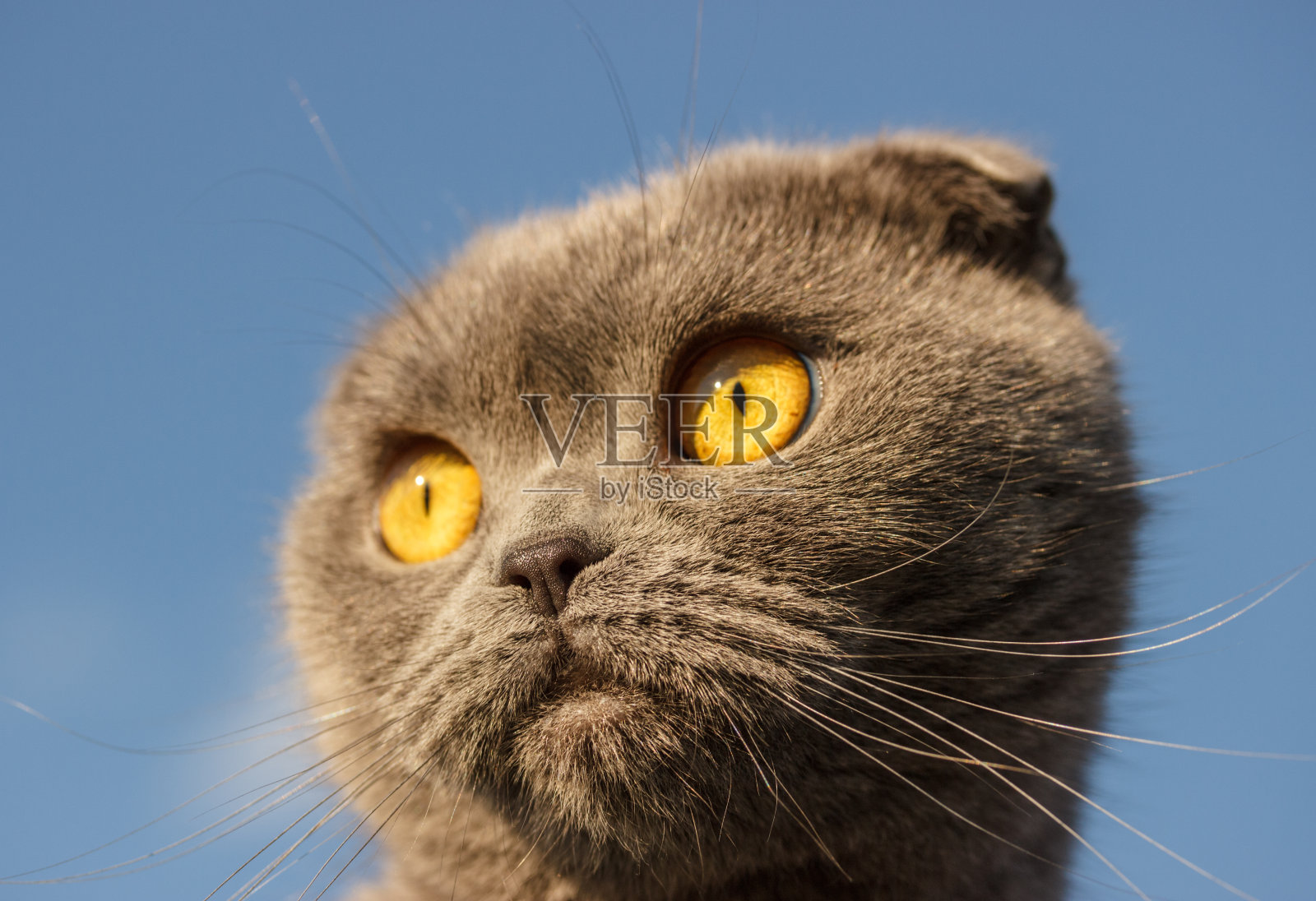 苏格兰的猫照片摄影图片