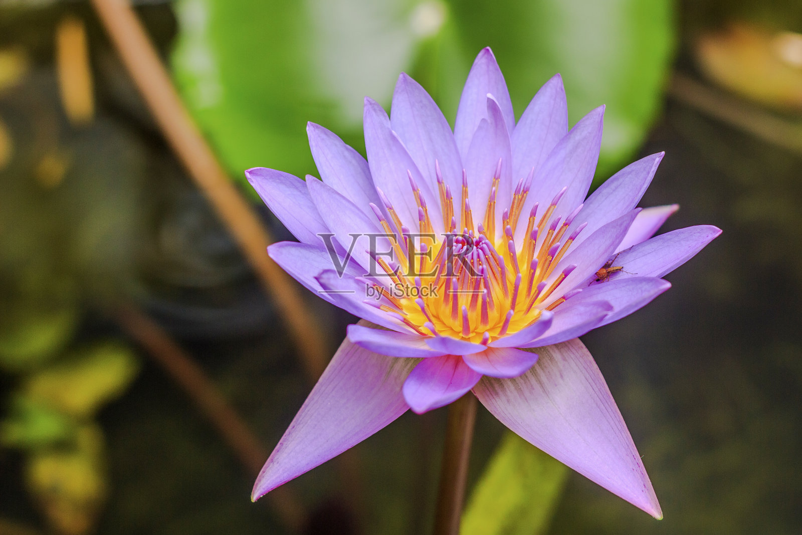 粉红色的荷花在河上的花园里。照片摄影图片