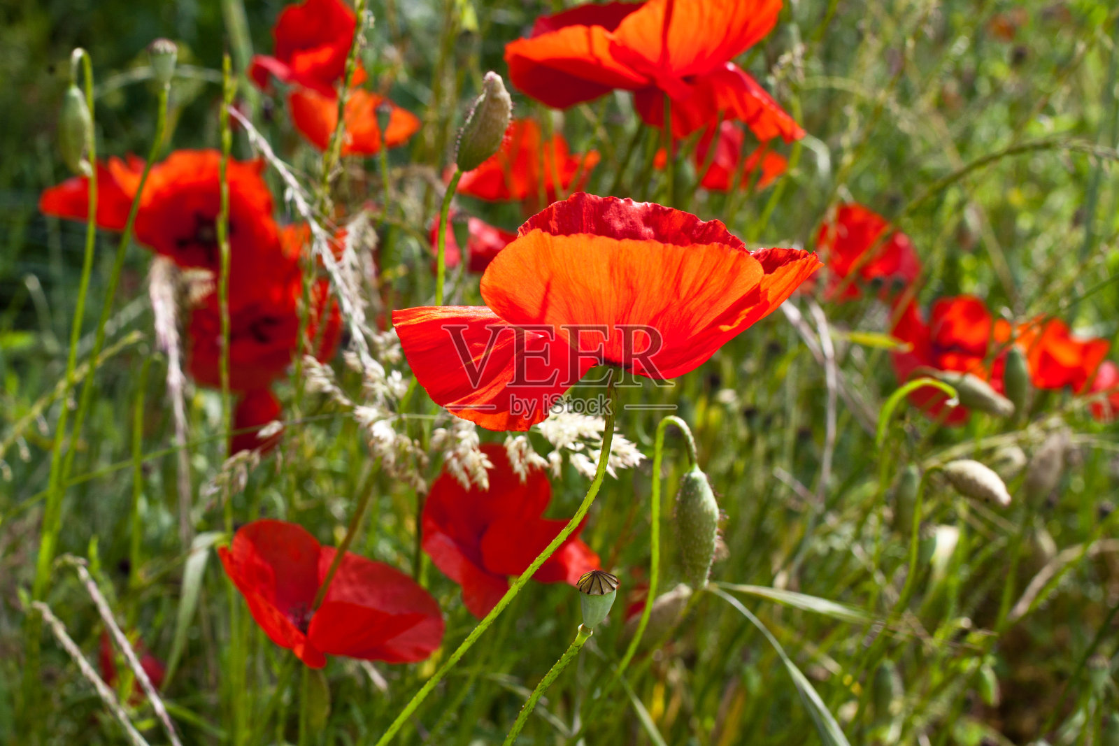 小狗照片摄影图片