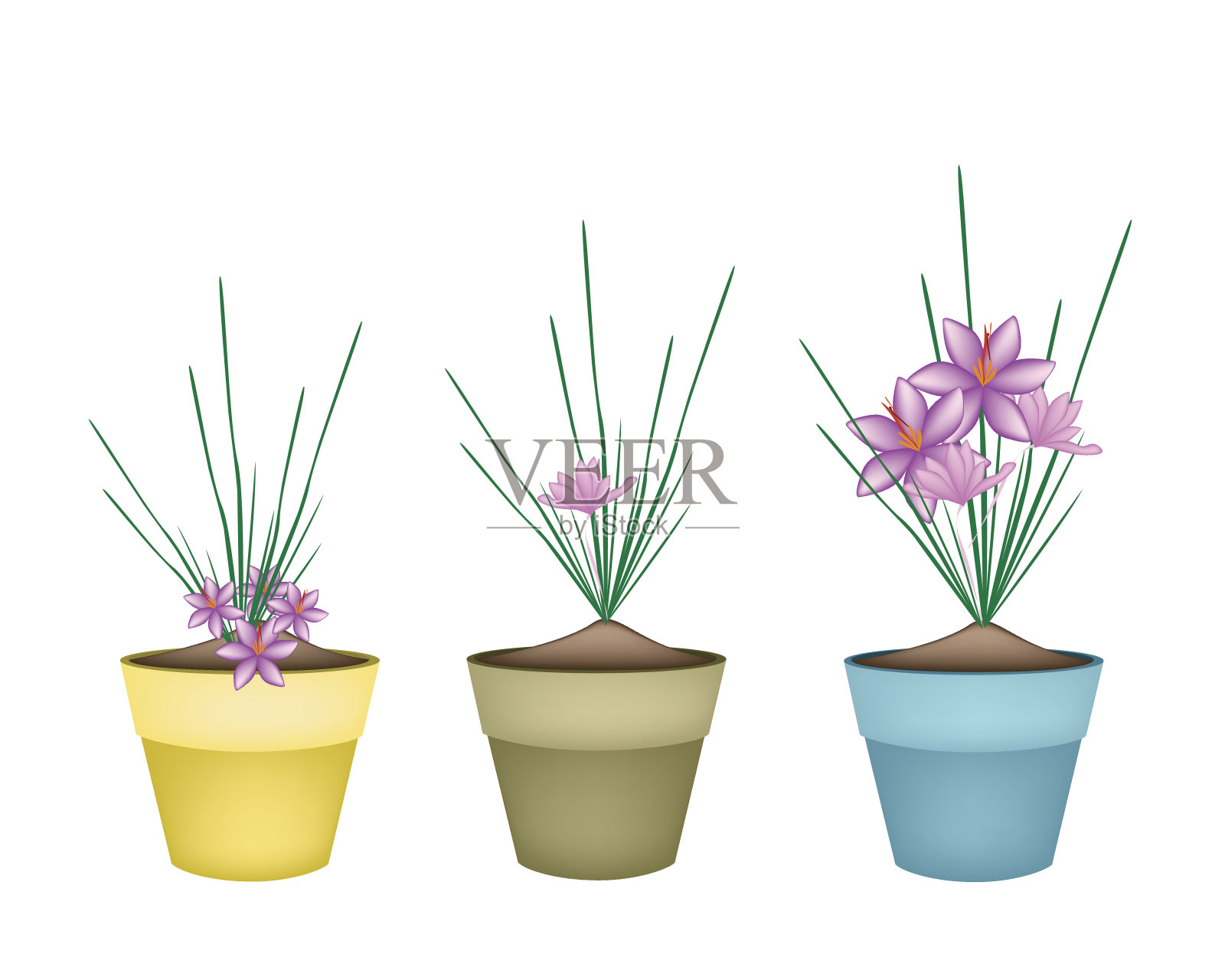 陶瓷花盆中的番红花插画图片素材