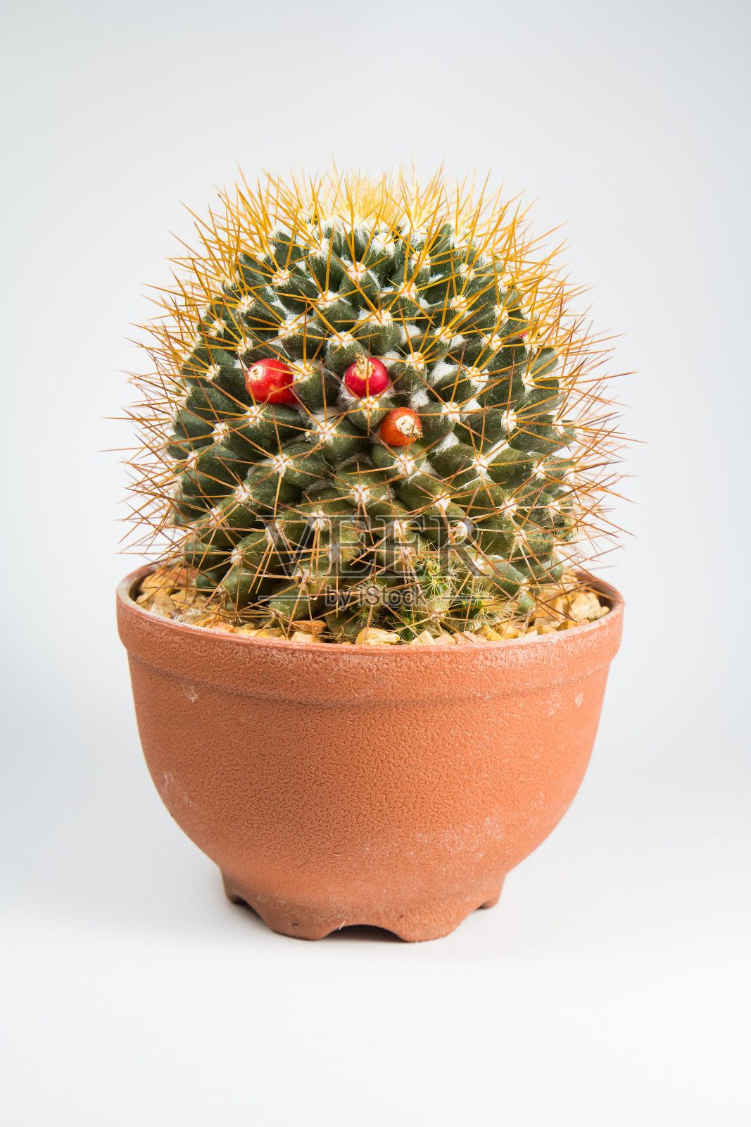 白色背景上的仙人掌照片摄影图片