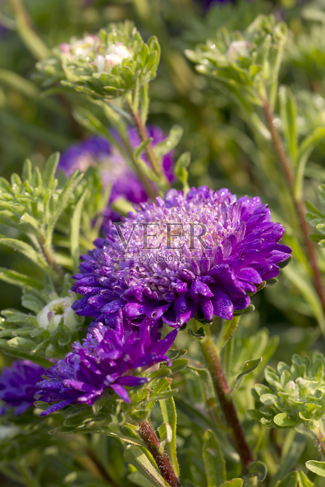 卡利斯特普胡斯 - 博尼塔浅蓝色照片摄影图片