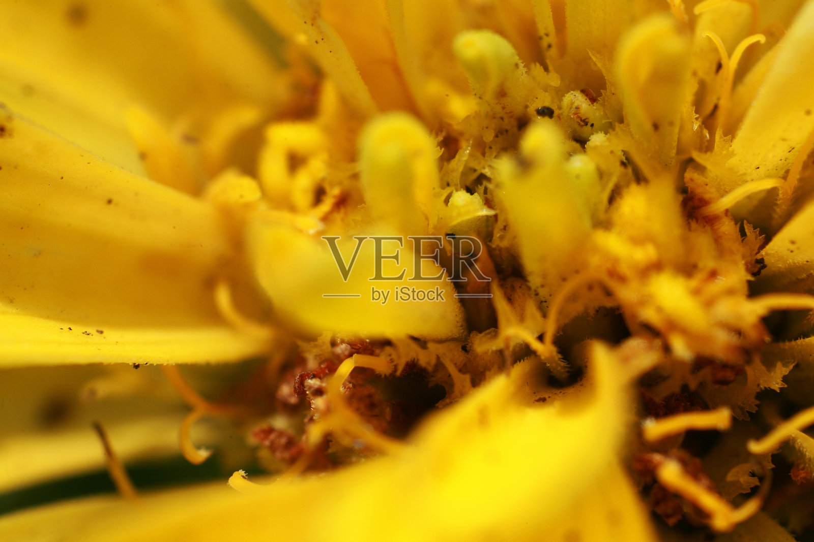 微距摄影本质照片摄影图片