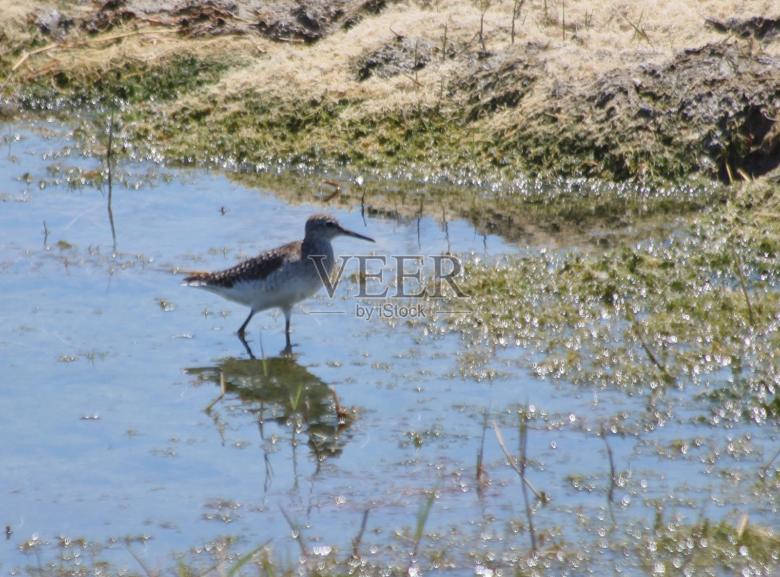 动物照片摄影图片