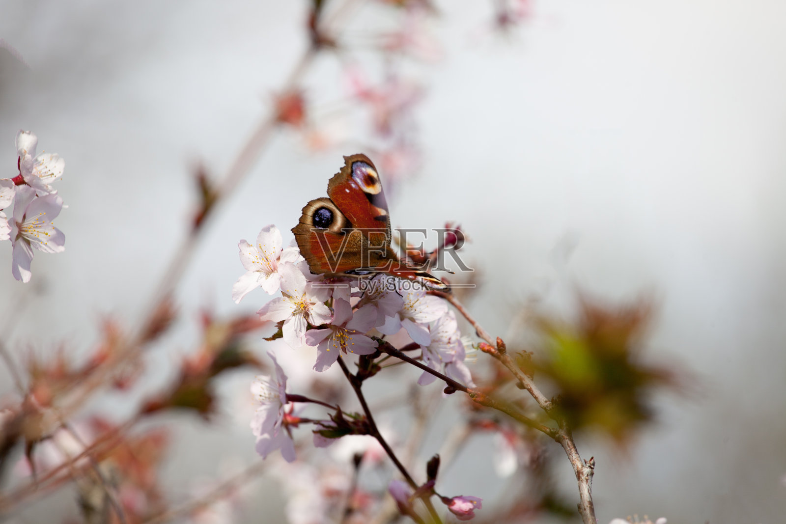 孔雀蝴蝶在樱花盛开照片摄影图片