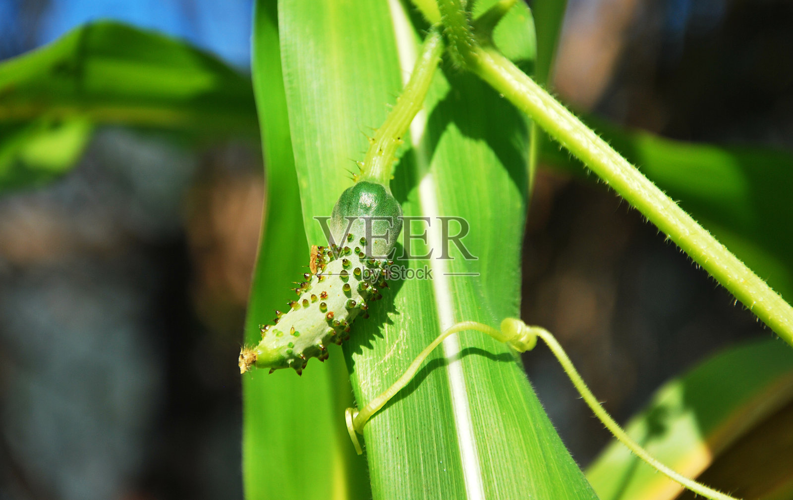 smol黄瓜照片摄影图片