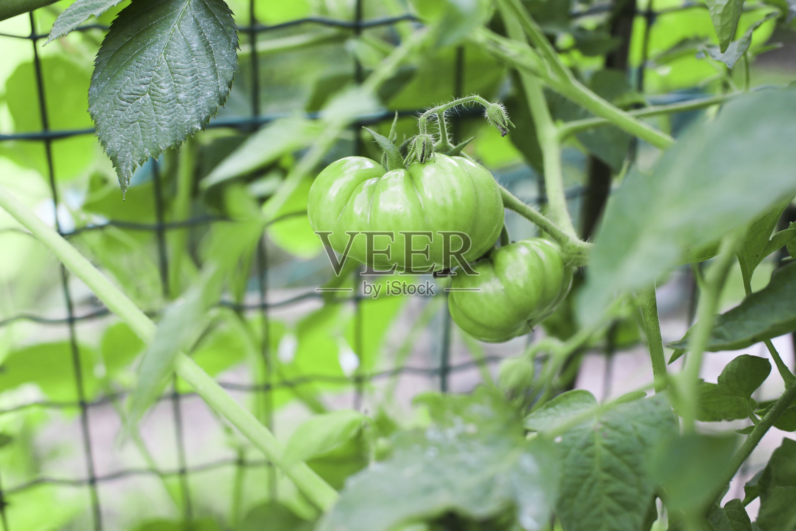 在花园里的藤蔓上培育李子番茄。自然照片摄影图片