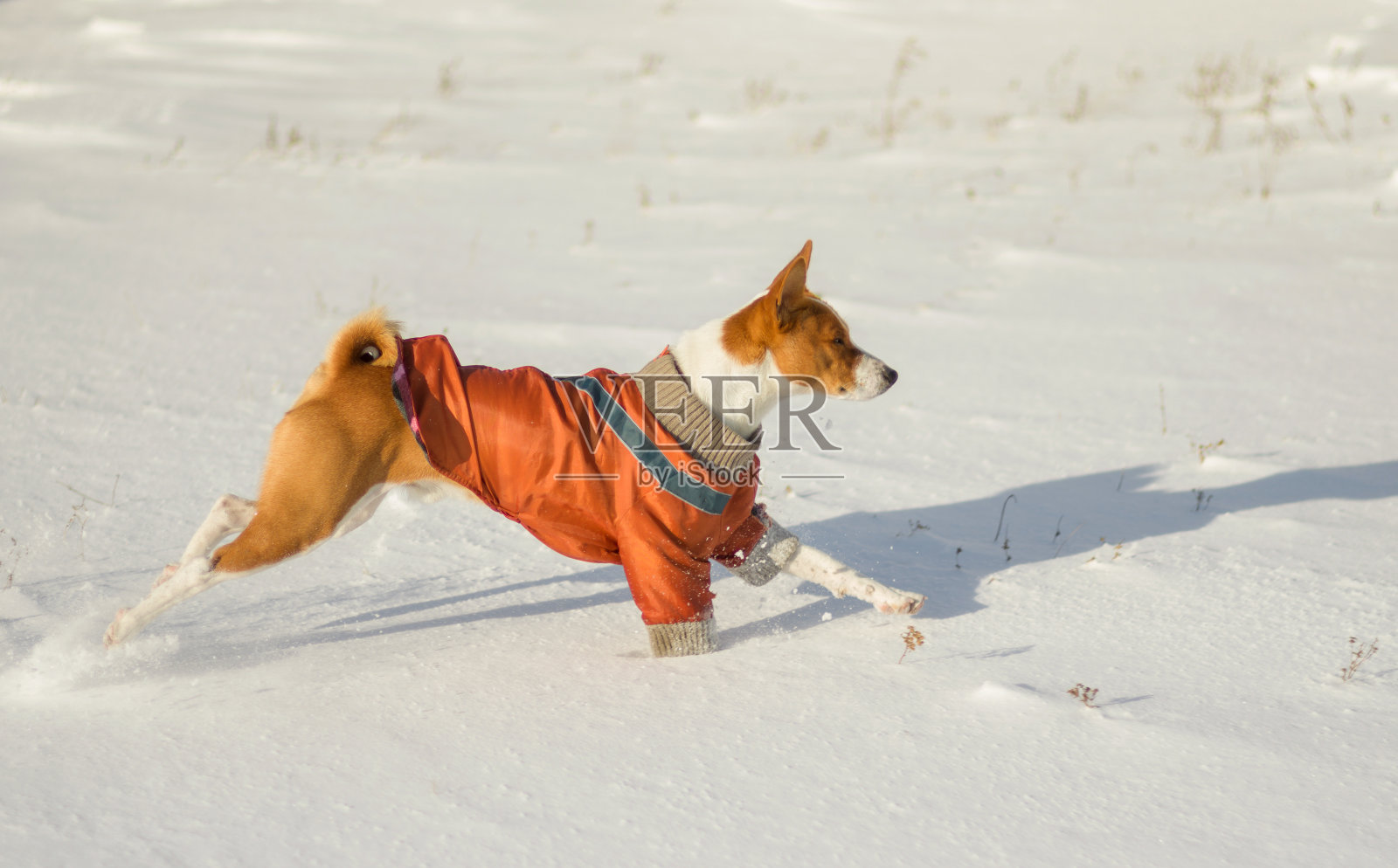 巴辛吉的狗在新雪中奔跑照片摄影图片
