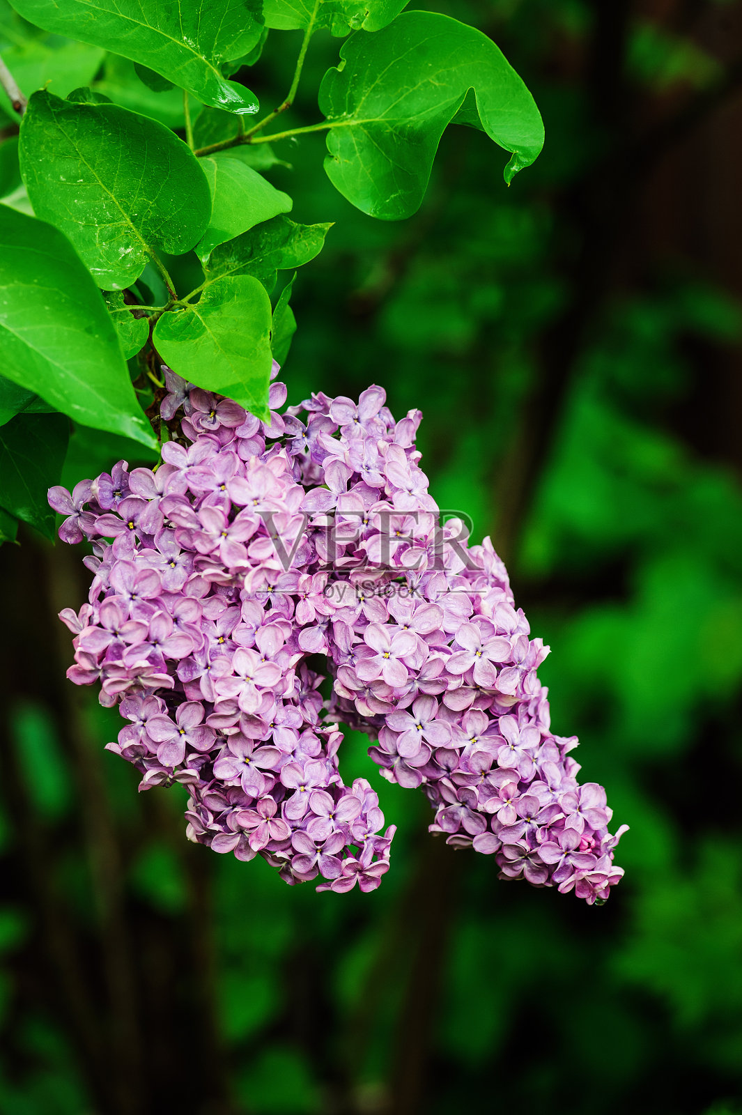 紫丁香在春天的花园里近距离开放照片摄影图片