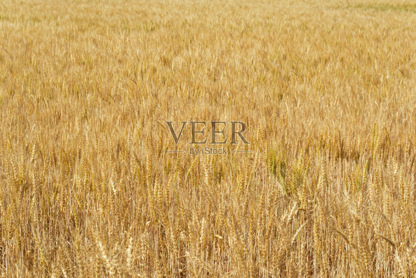 农业照片摄影图片