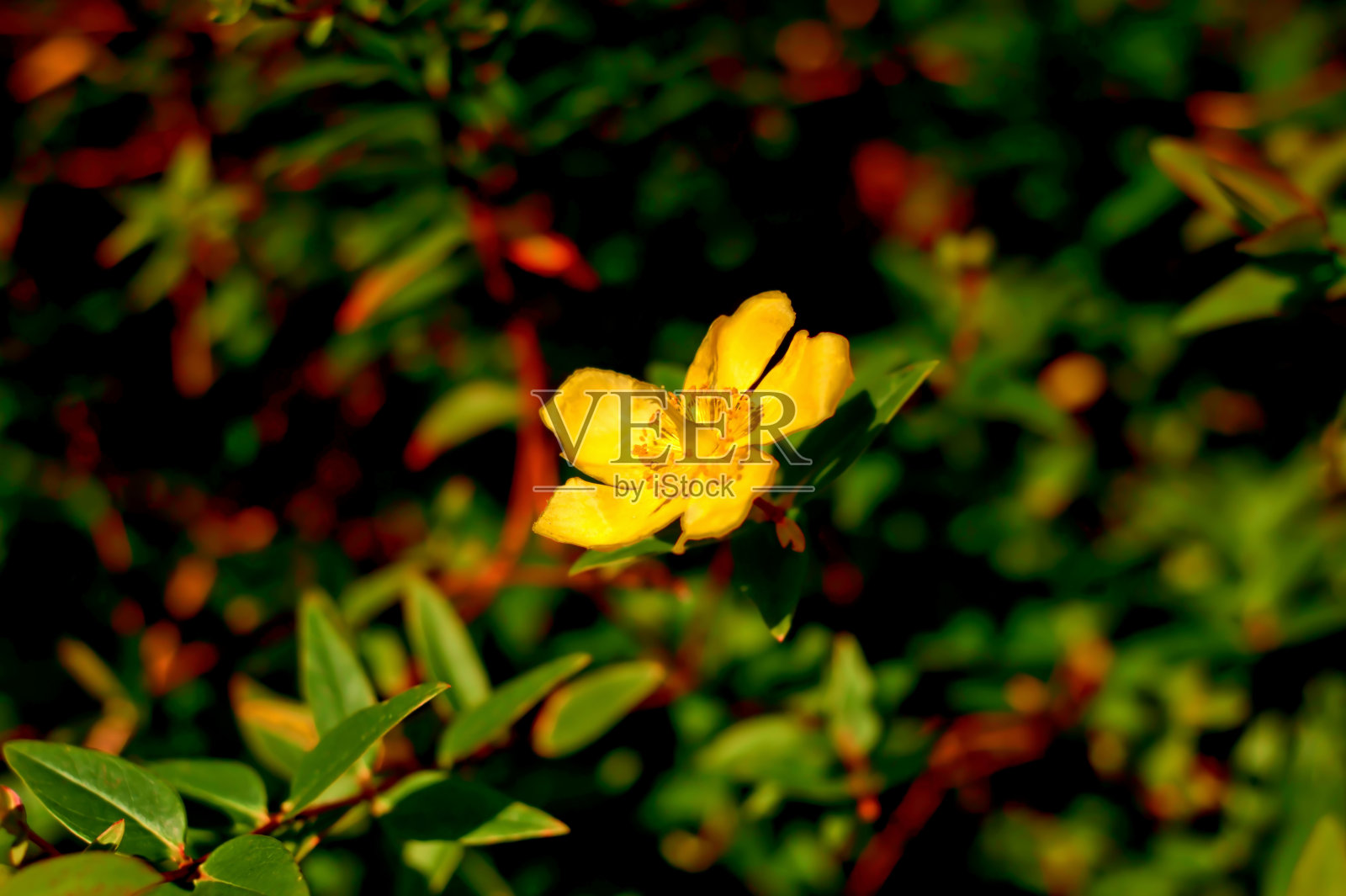 黄色的山地花照片摄影图片