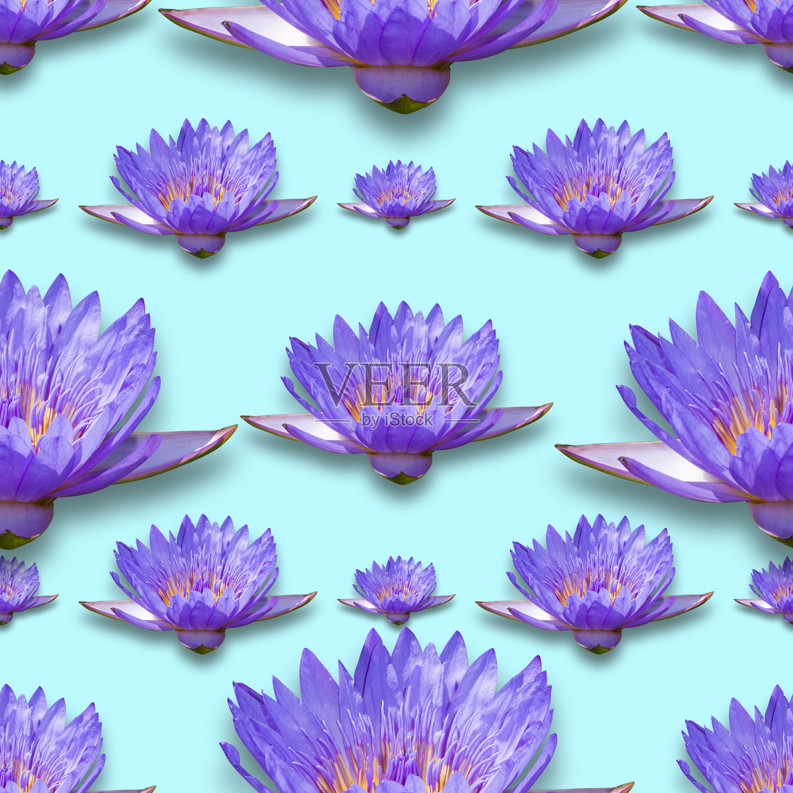 睡莲模式照片摄影图片