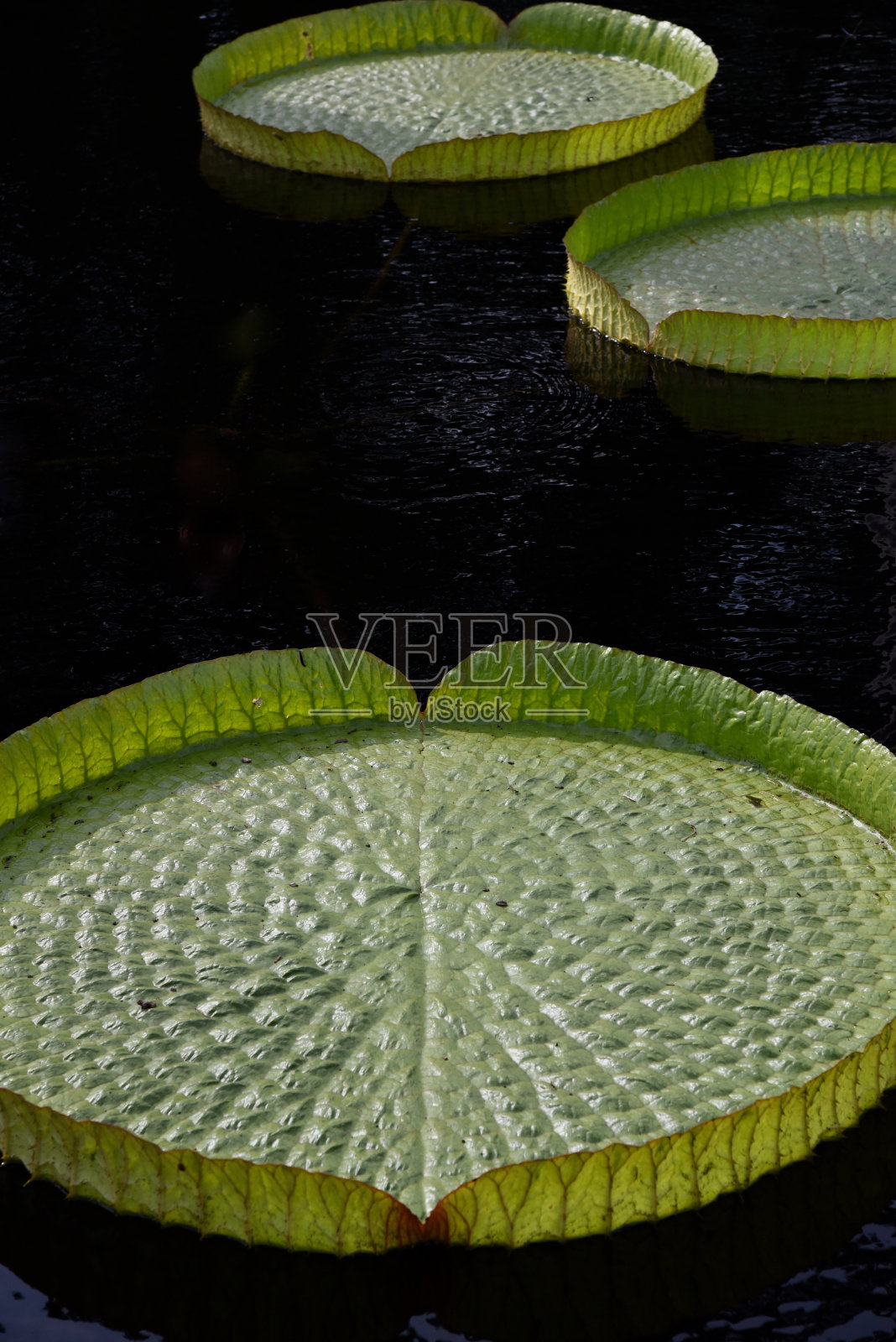 巨型维多利亚睡莲照片摄影图片