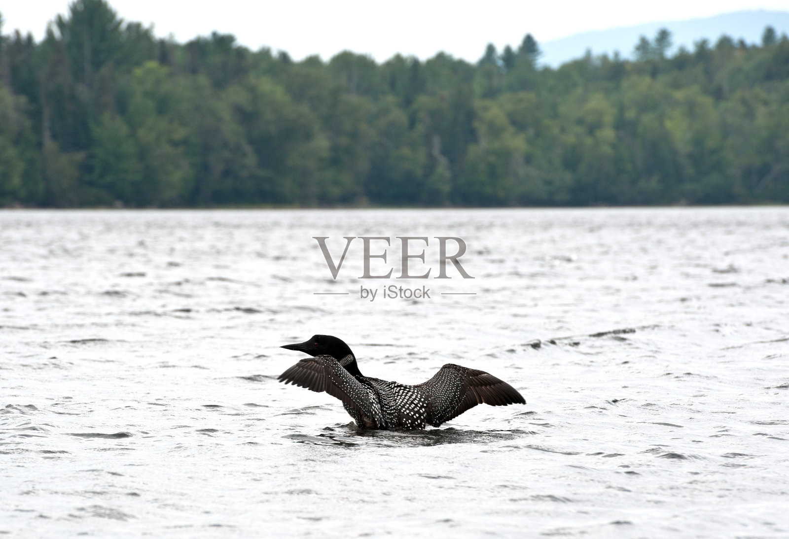 普通潜鸟展开翅膀。照片摄影图片