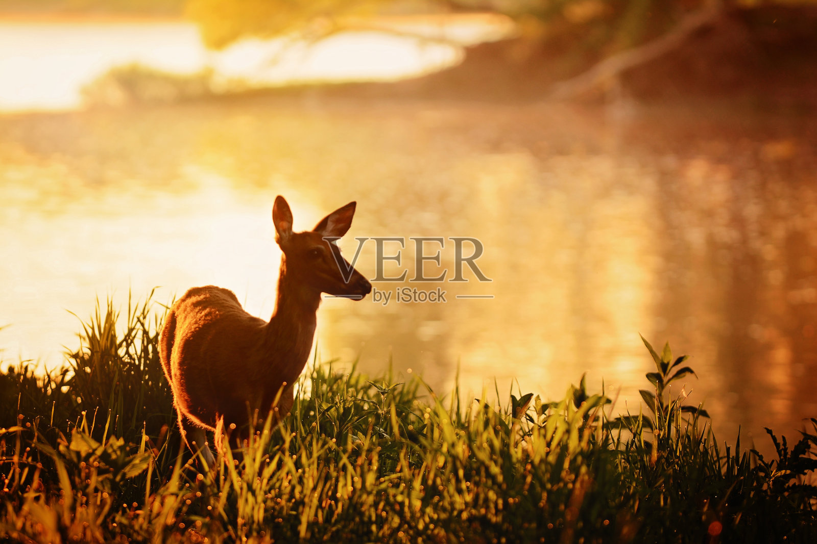 河岸上的夏鹿照片摄影图片